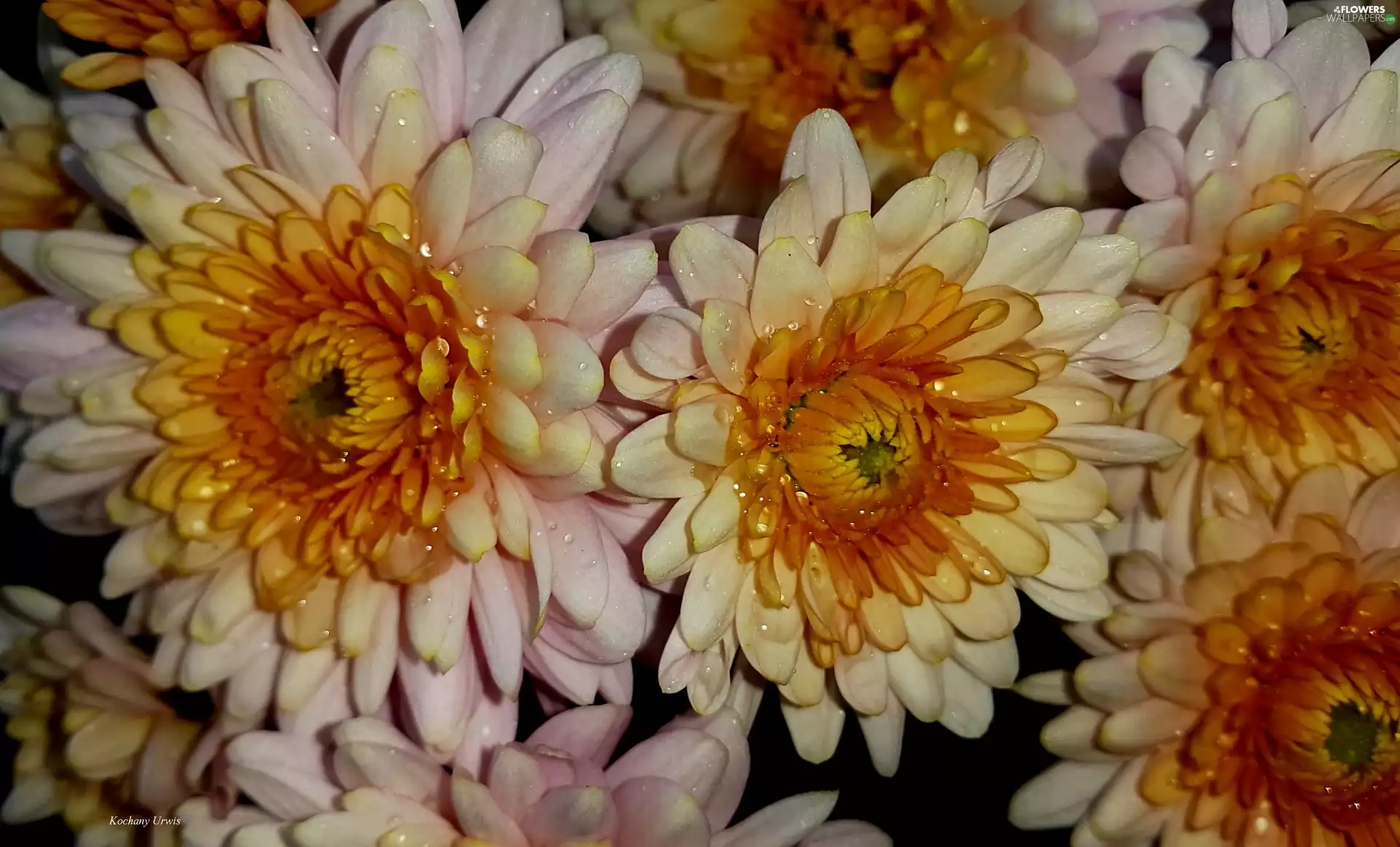 Chrysanthemums, white, Yellow