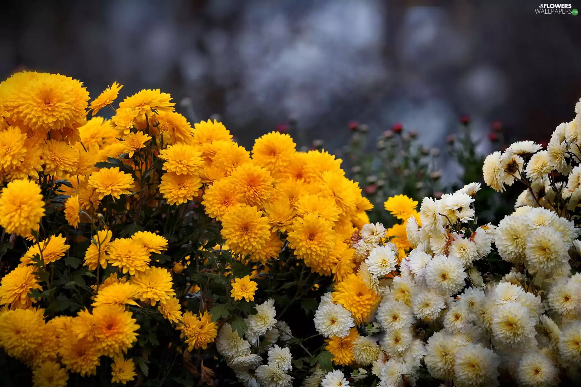 Chrysanthemums, White, Yellow