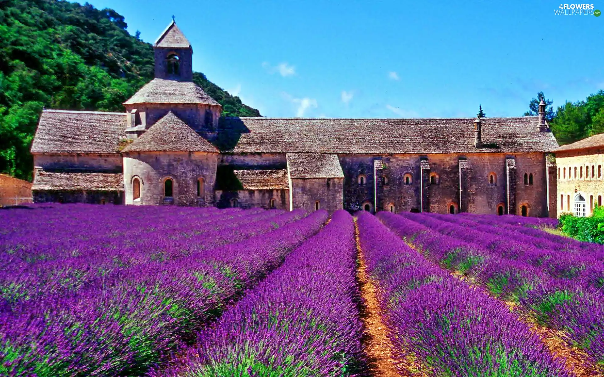 Church, Field, lavender