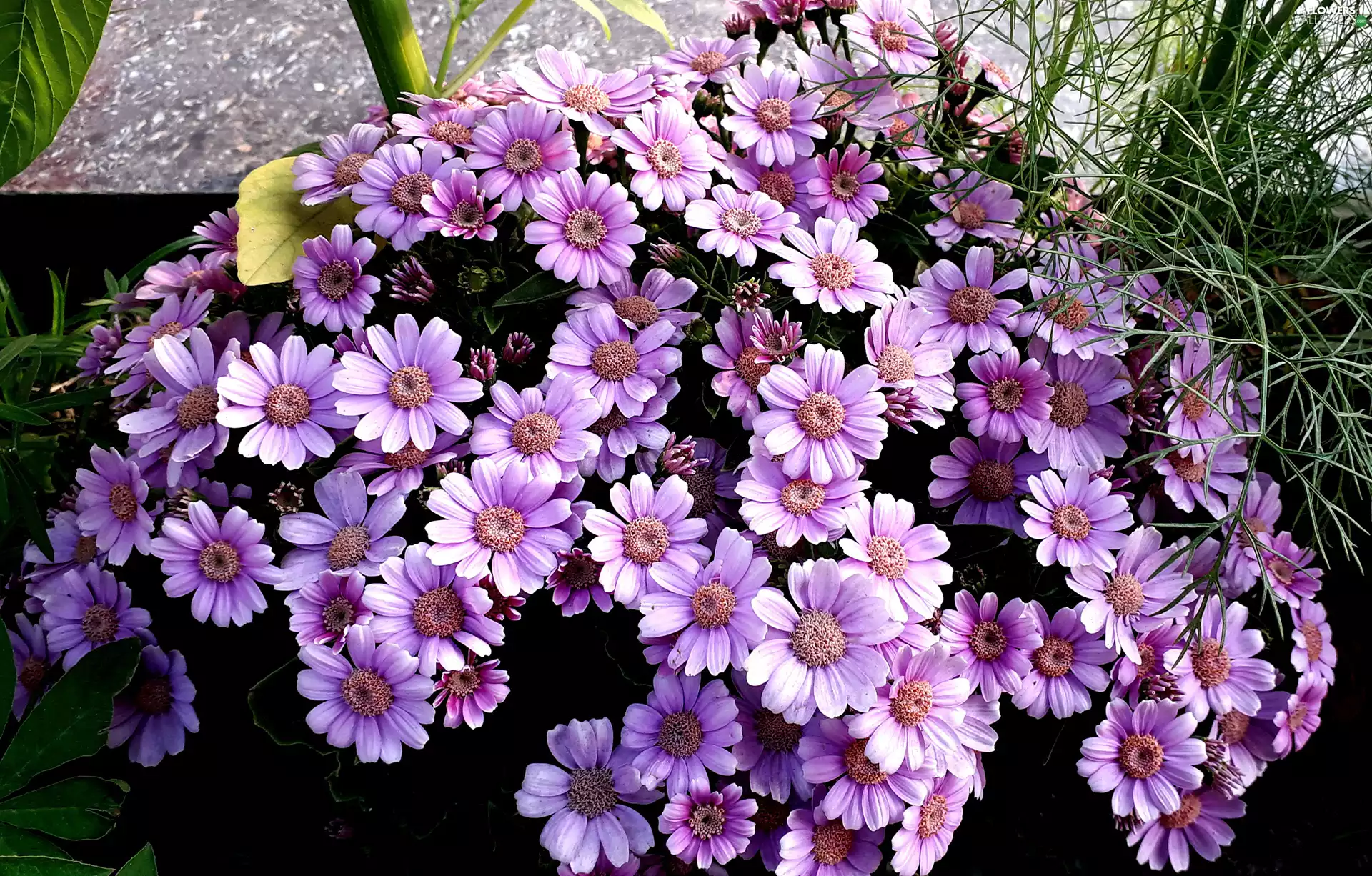 cineraria, purple, Flowers