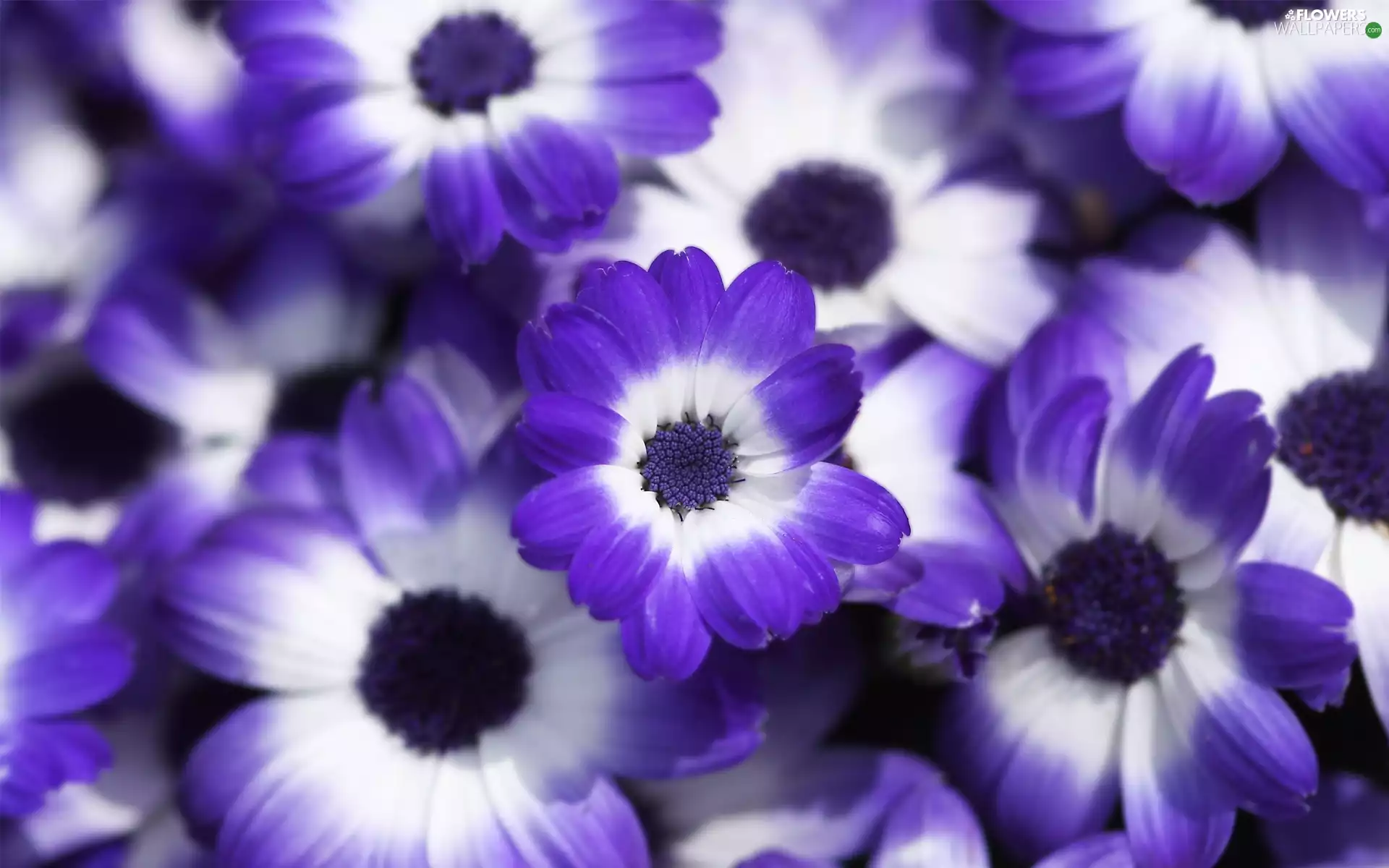 cineraria, purple, White