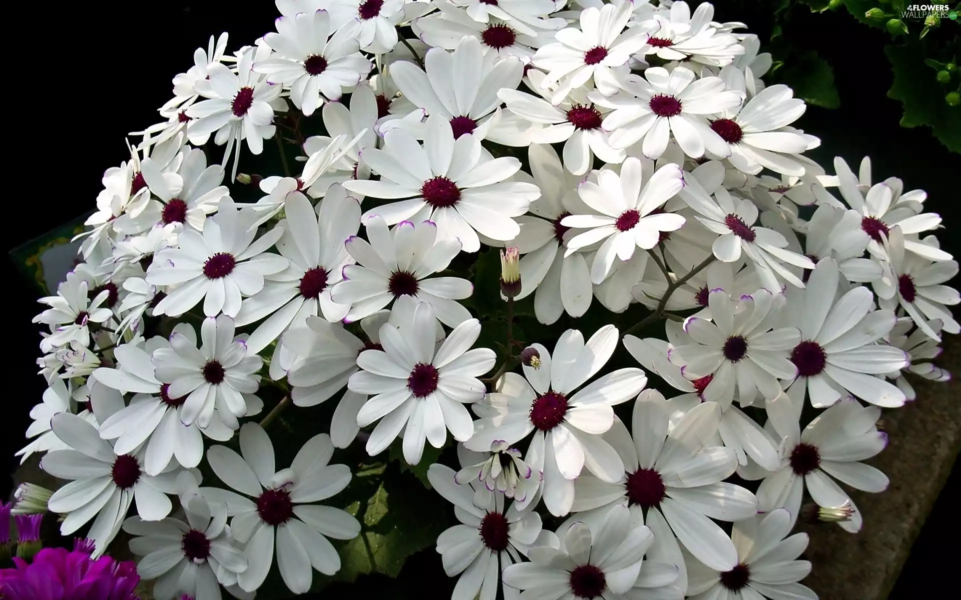 cineraria, White