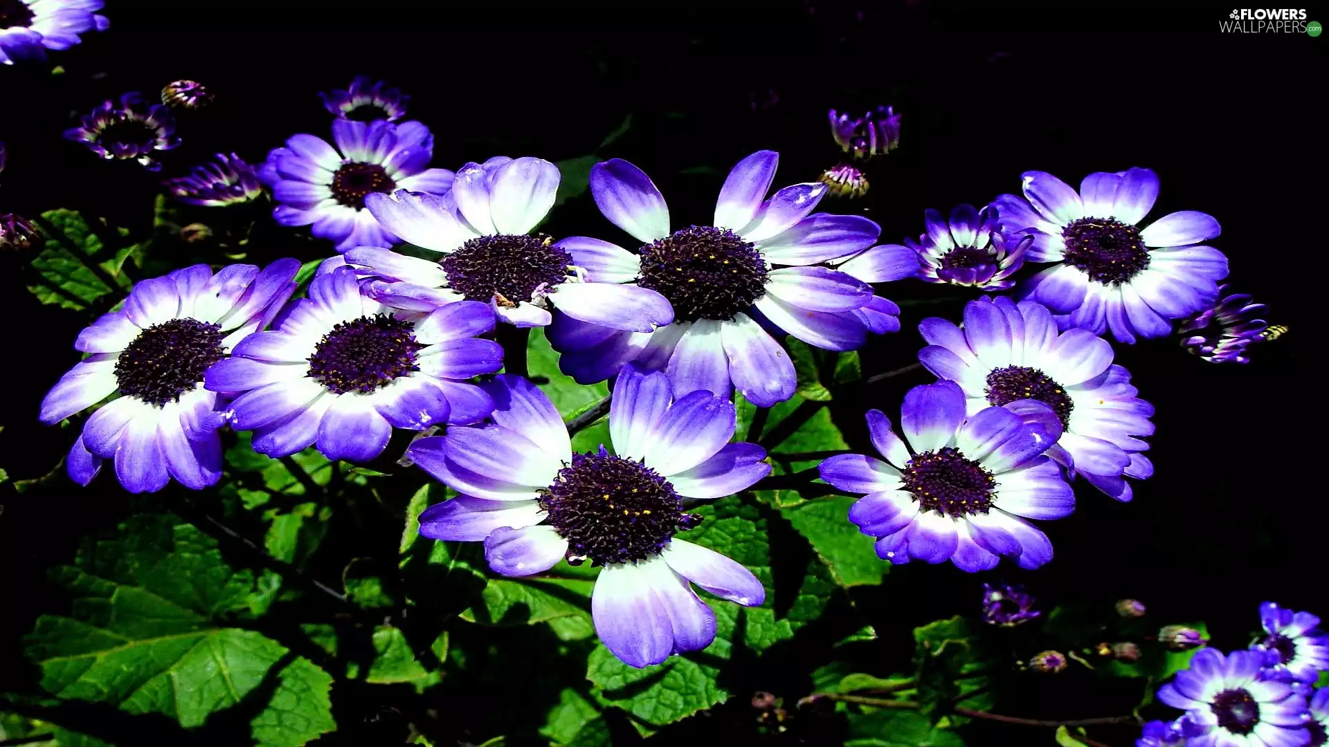 cineraria