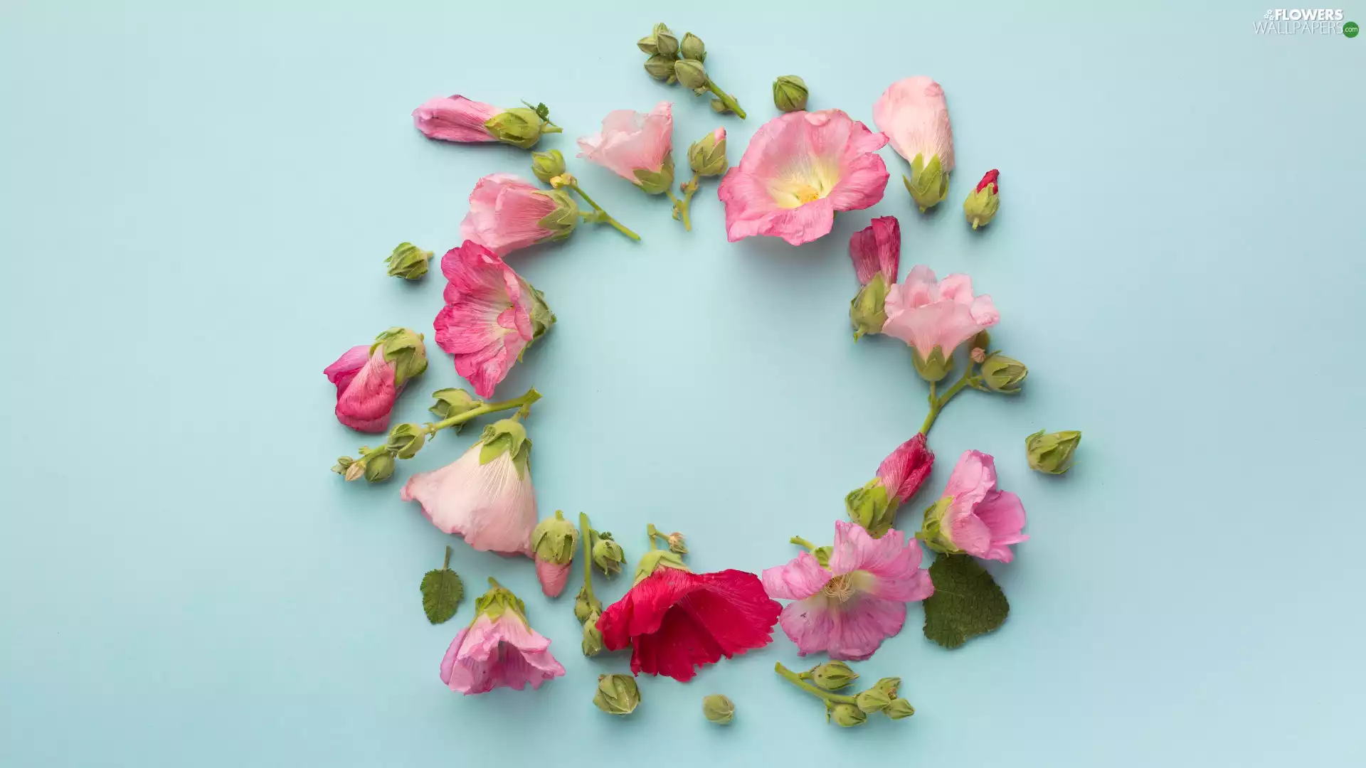 Buds, circle, color, Hollyhocks, Flowers