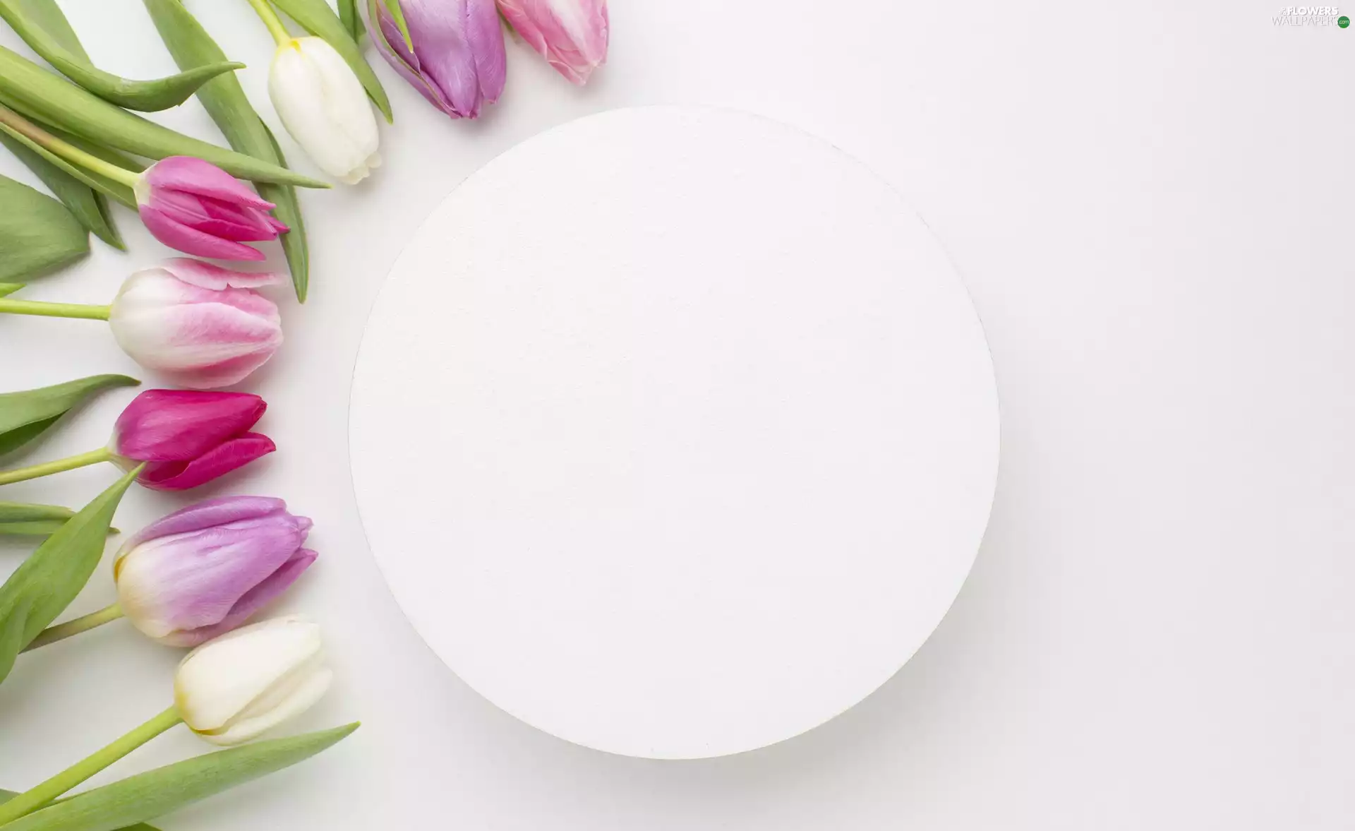 White, circle, color, Tulips, Flowers