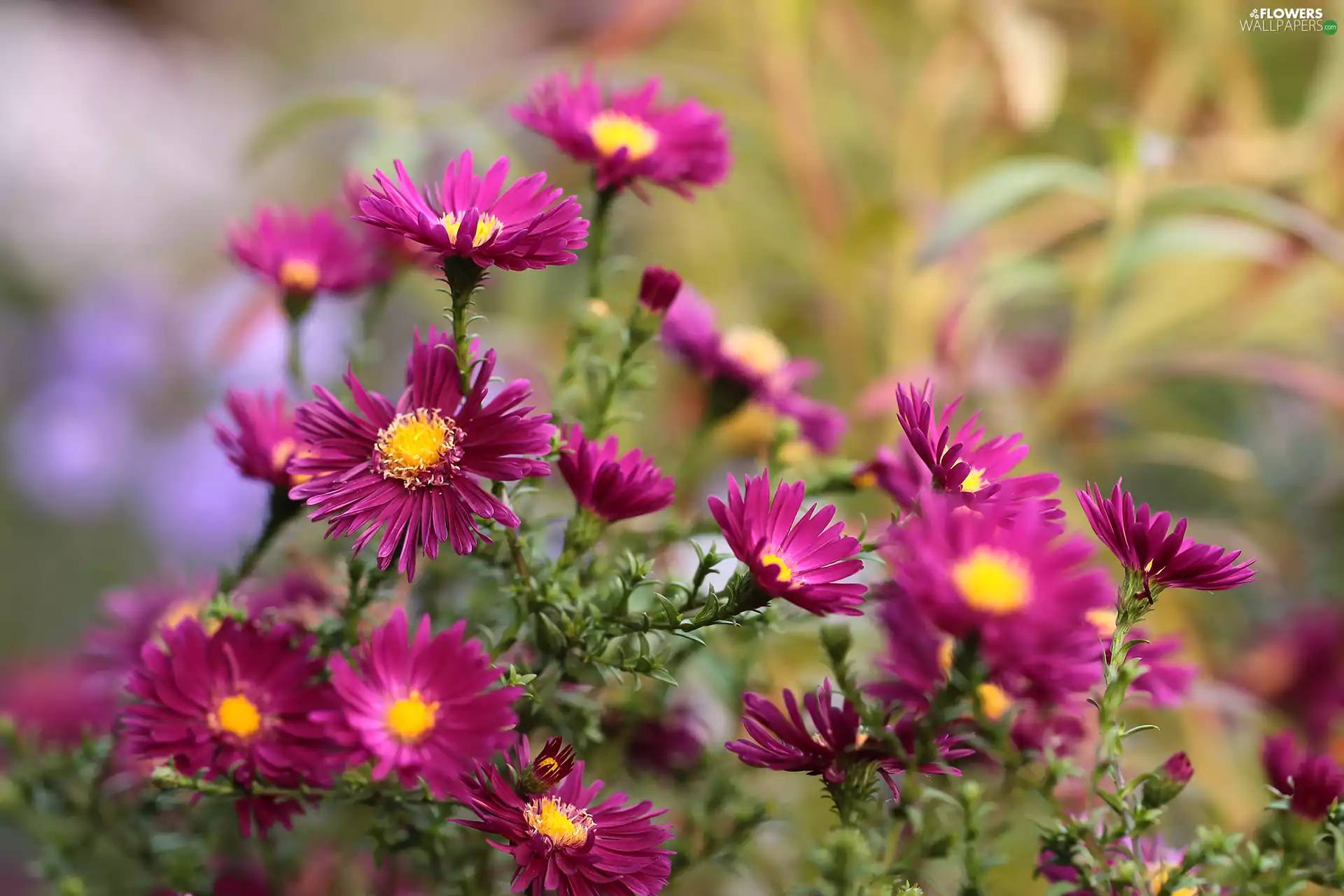 claret, Aster
