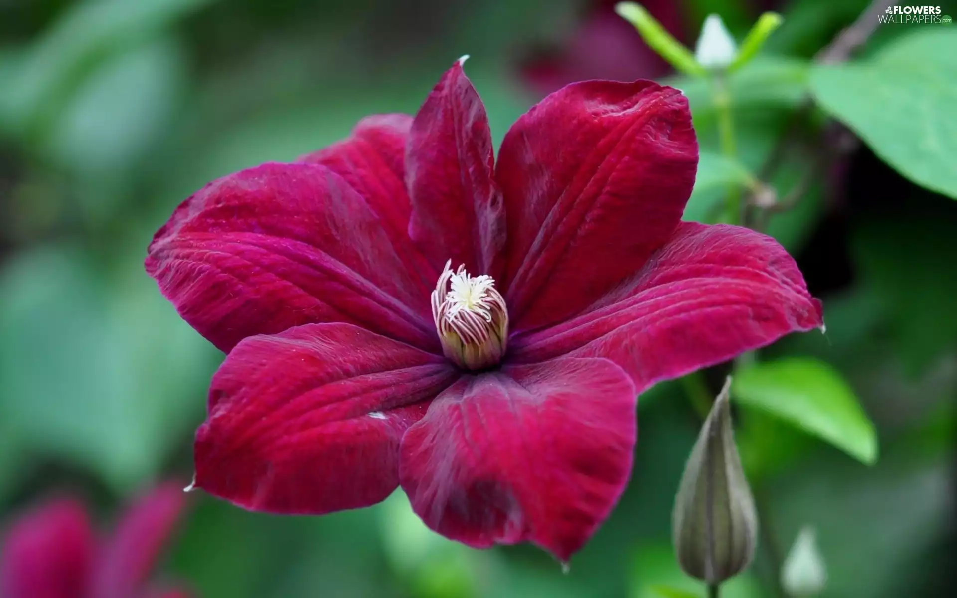 claret, Clematis