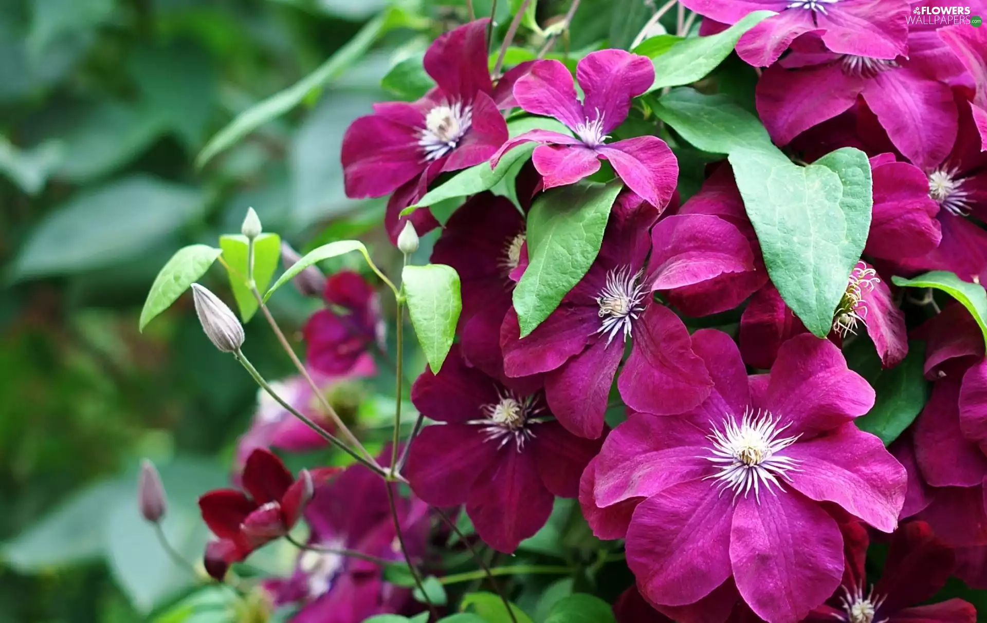 claret, Clematis