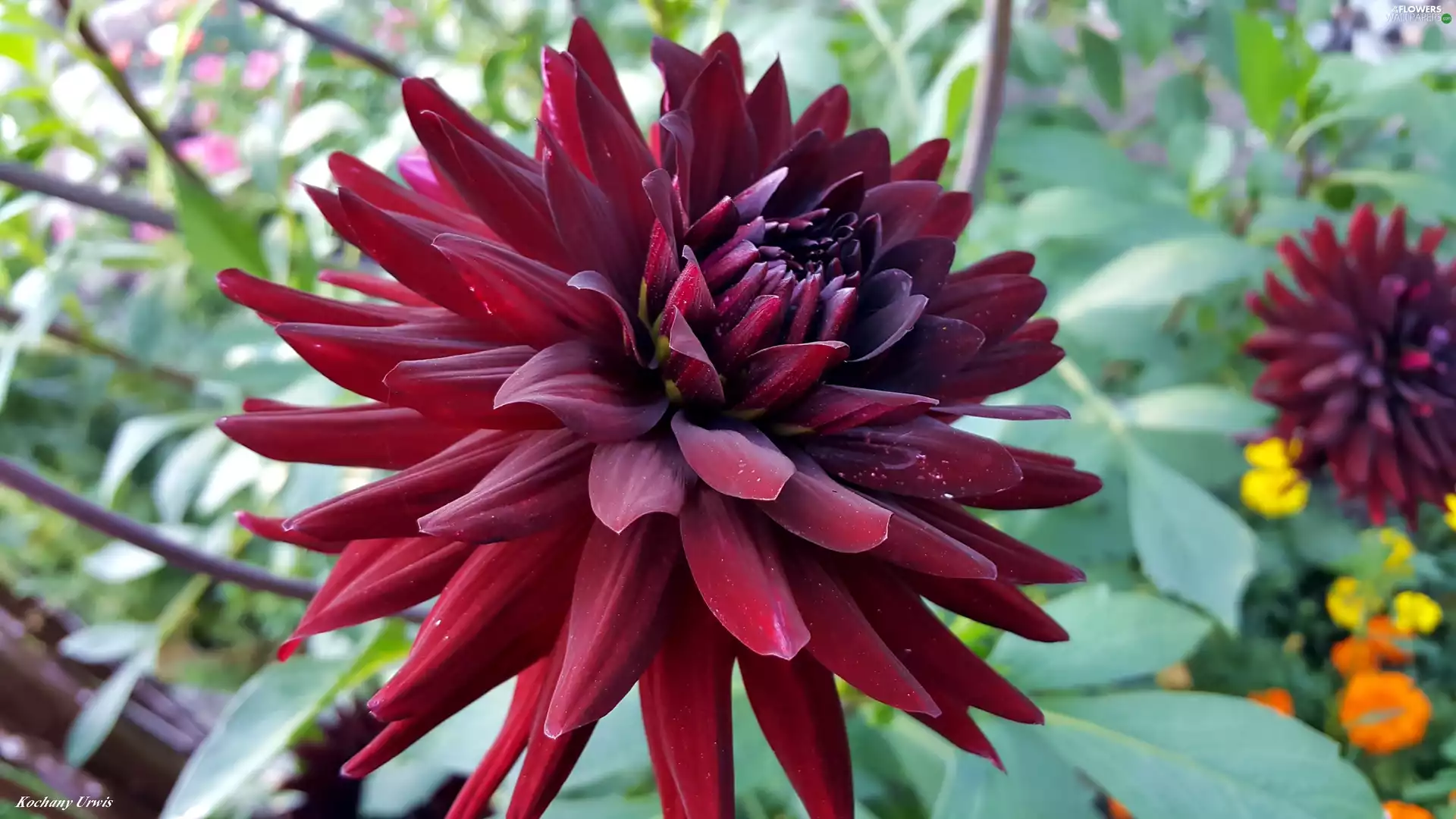 claret, dahlias