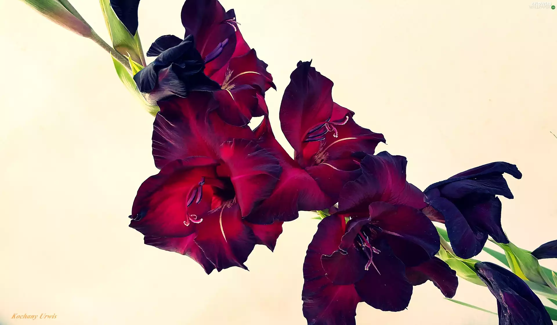 claret, gladiolus