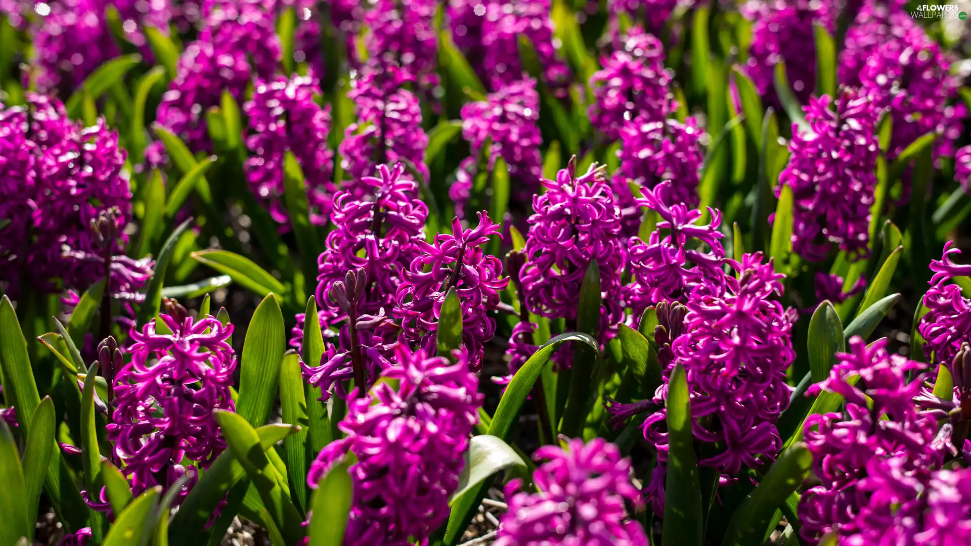 claret, Hyacinths