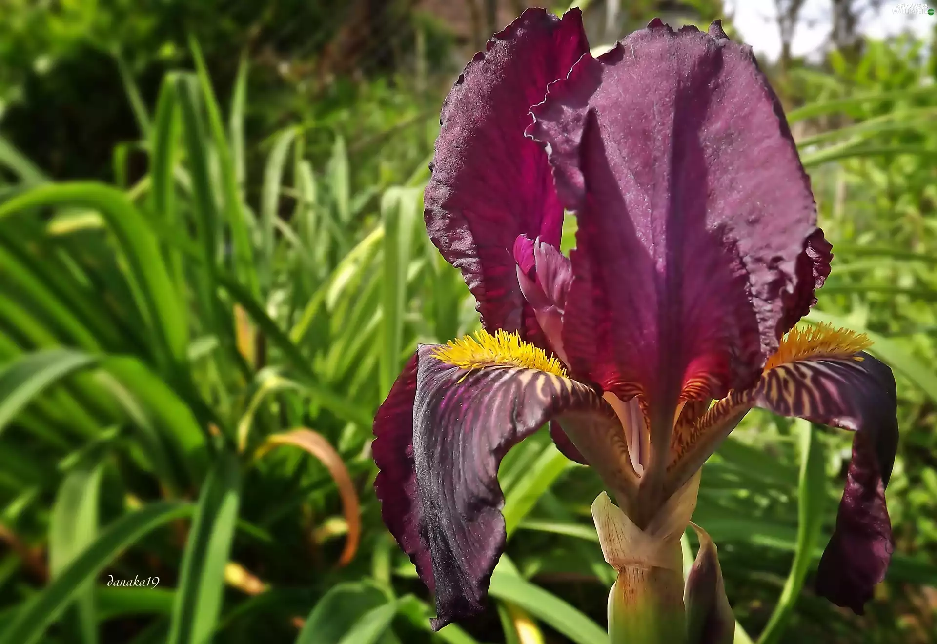 claret, iris