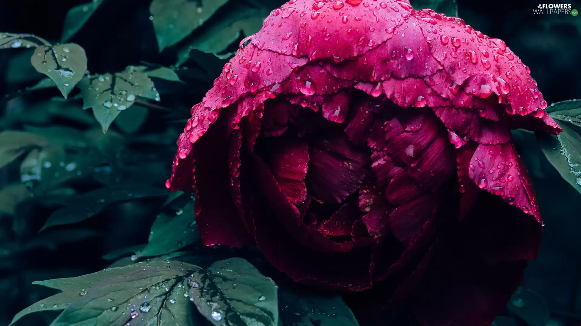 peony, Colourfull Flowers, Claret