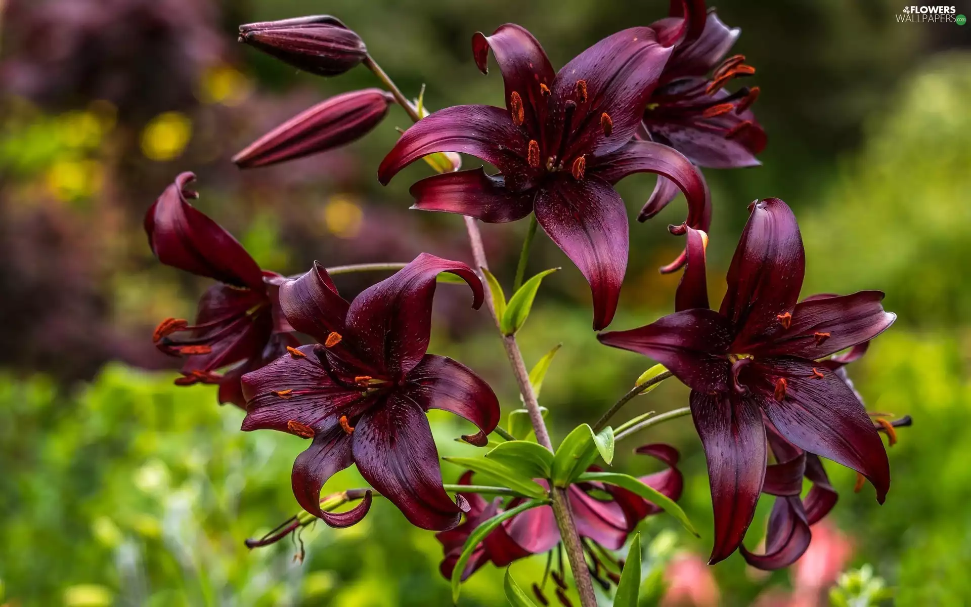 Flowers, Tiger lily, claret