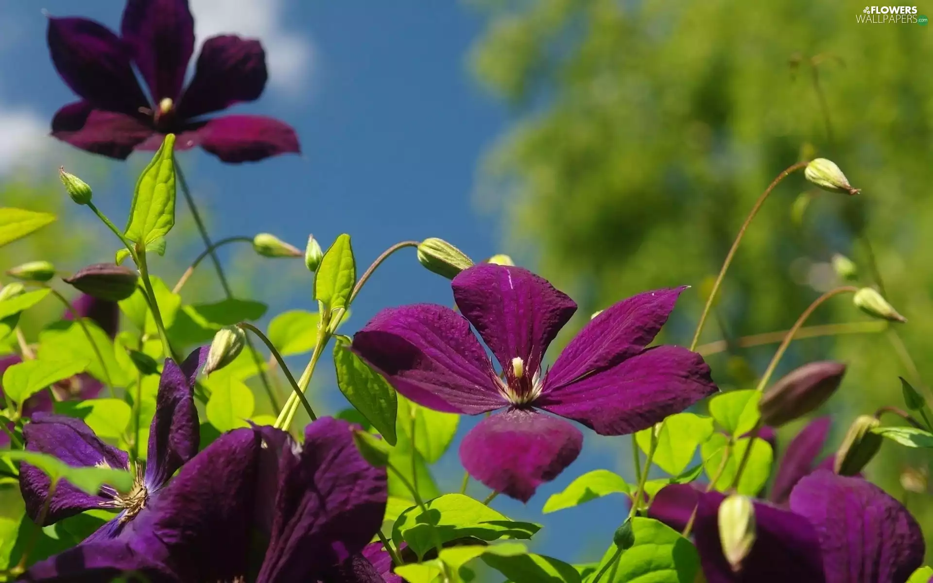 Clematis, claret, Flowers