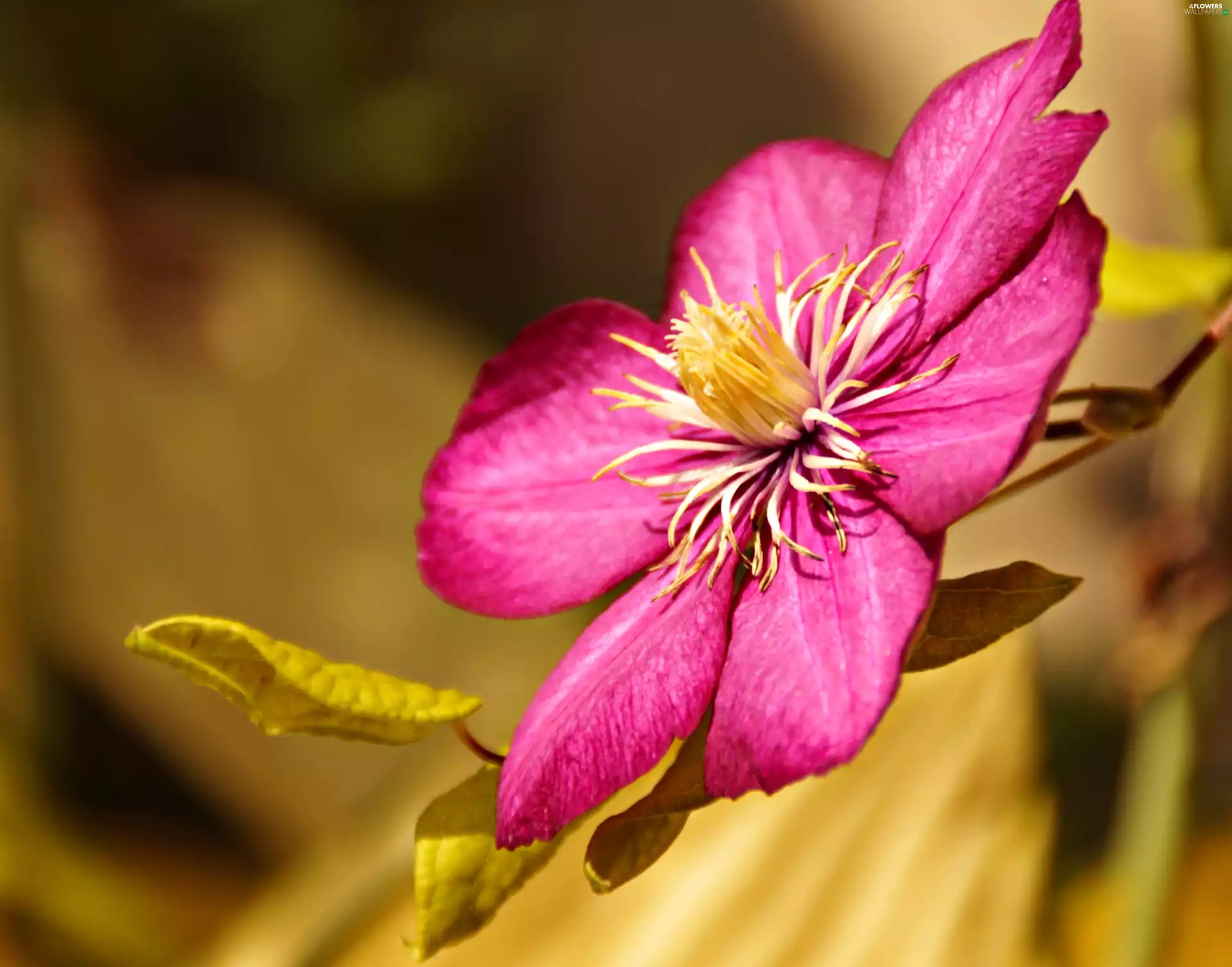 Clematis, Colourfull Flowers