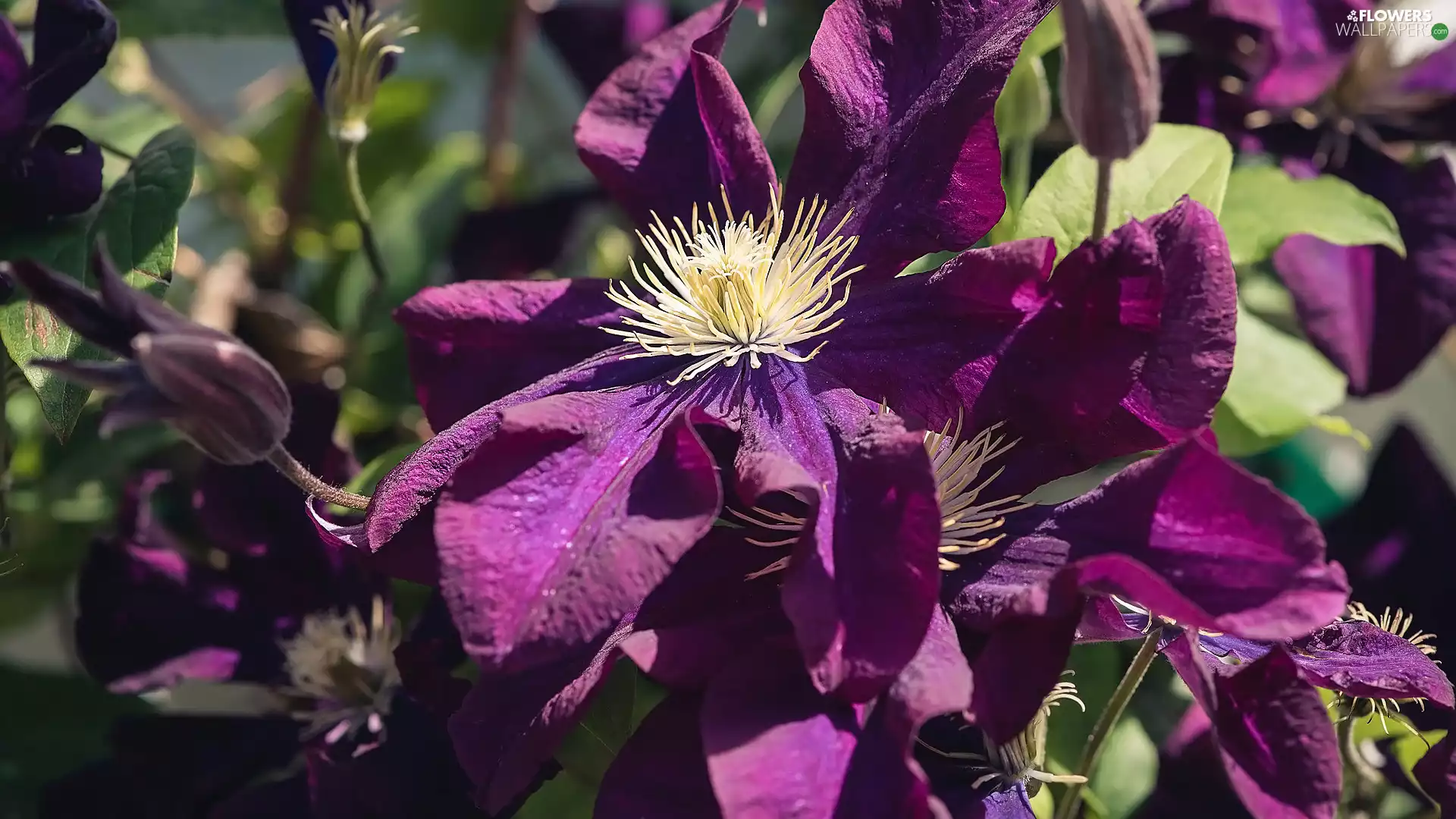 Flowers, Clematis, Leaf, Clematis
