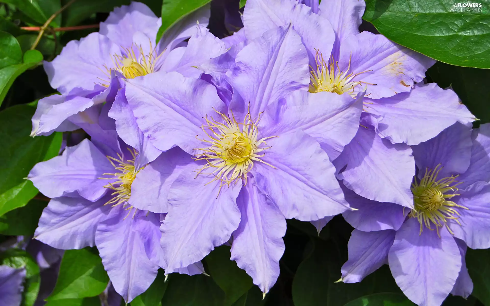 Flowers, Clematis, leaves, Clematis