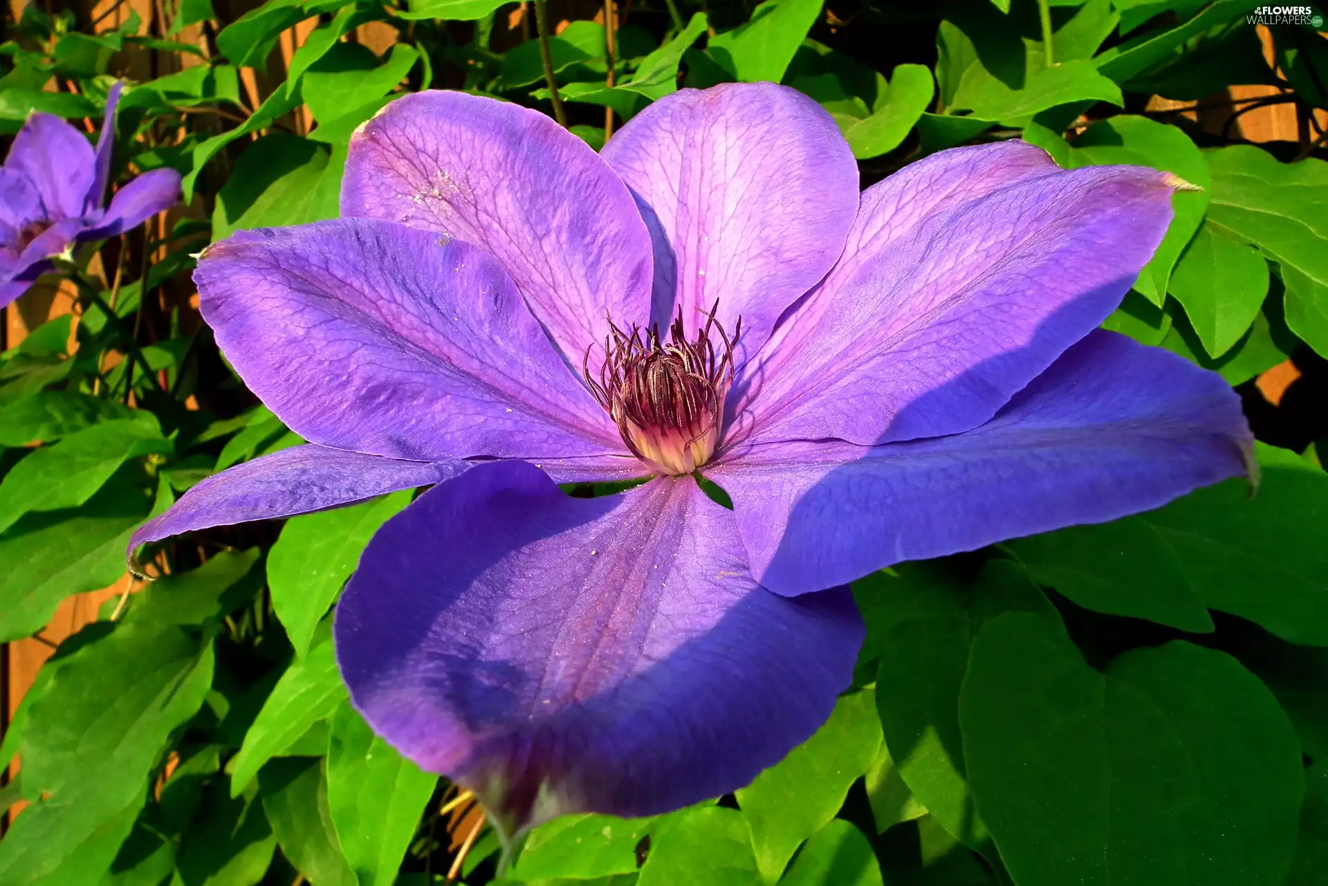 Clematis, nature, Flowers