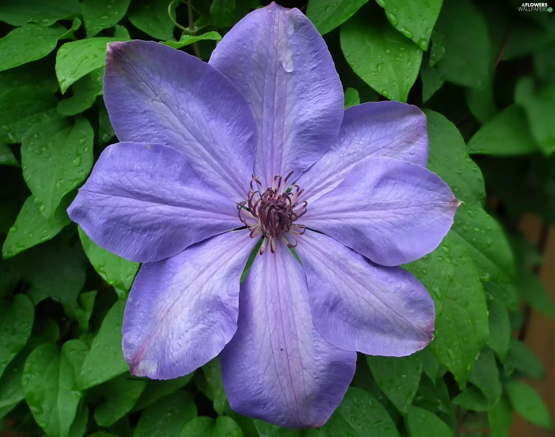 Clematis, nature, Flowers