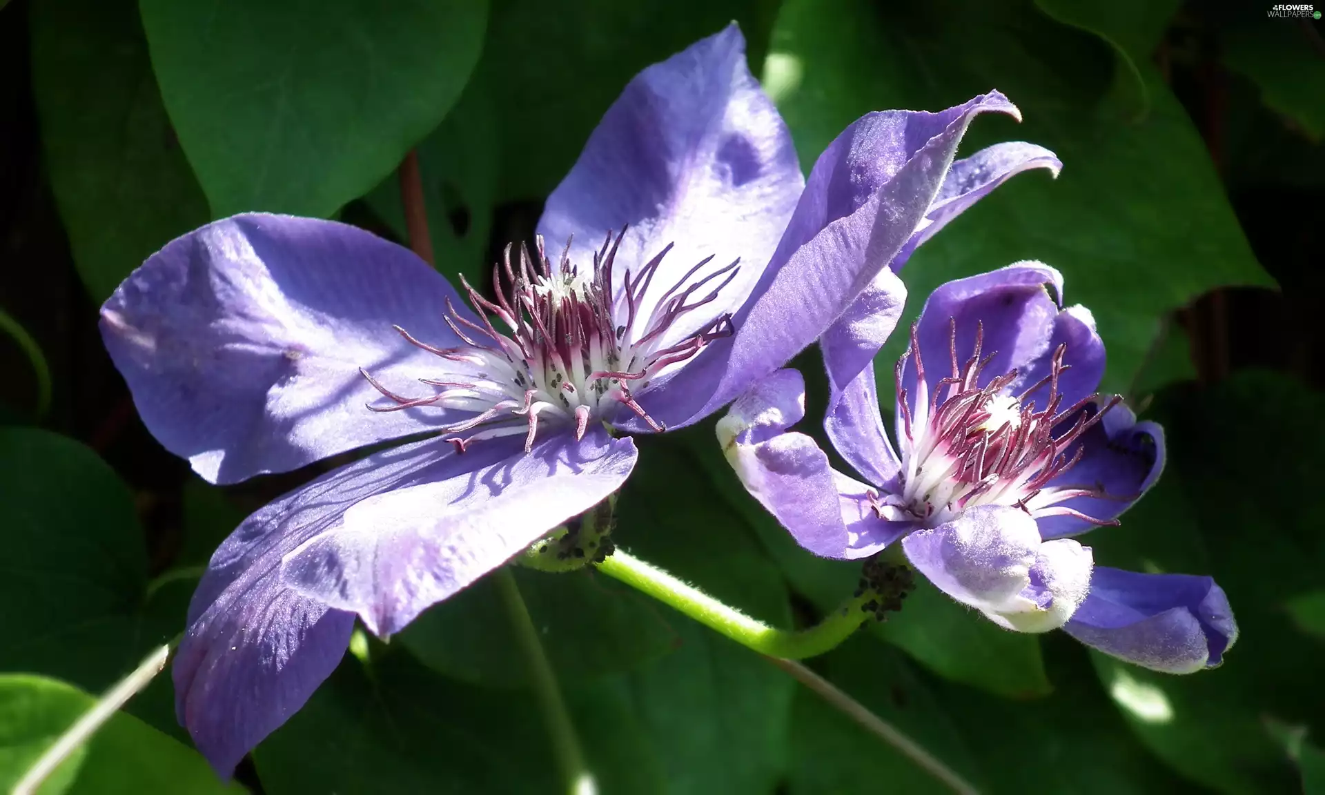 Clematis, nature, Flowers