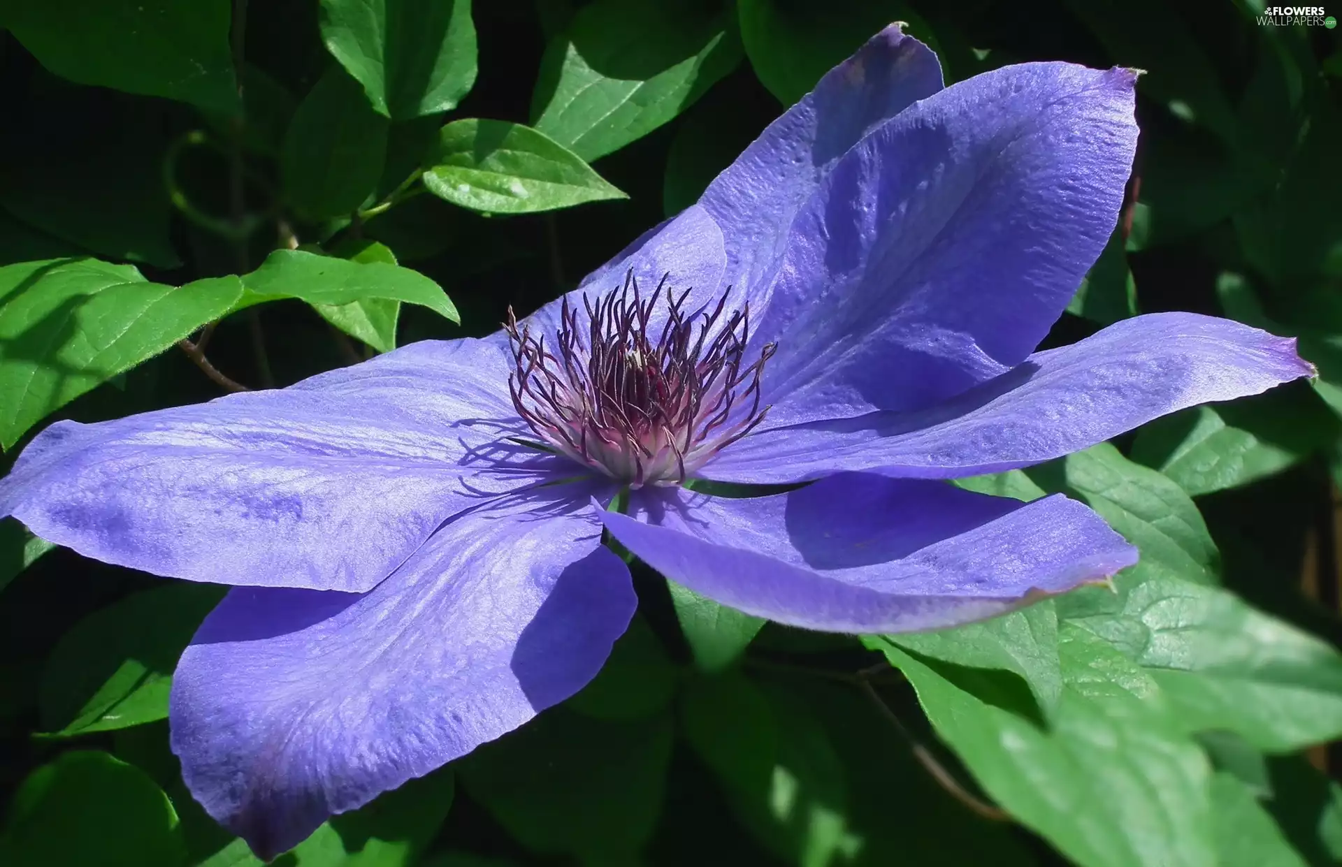 Clematis, nature, Flowers