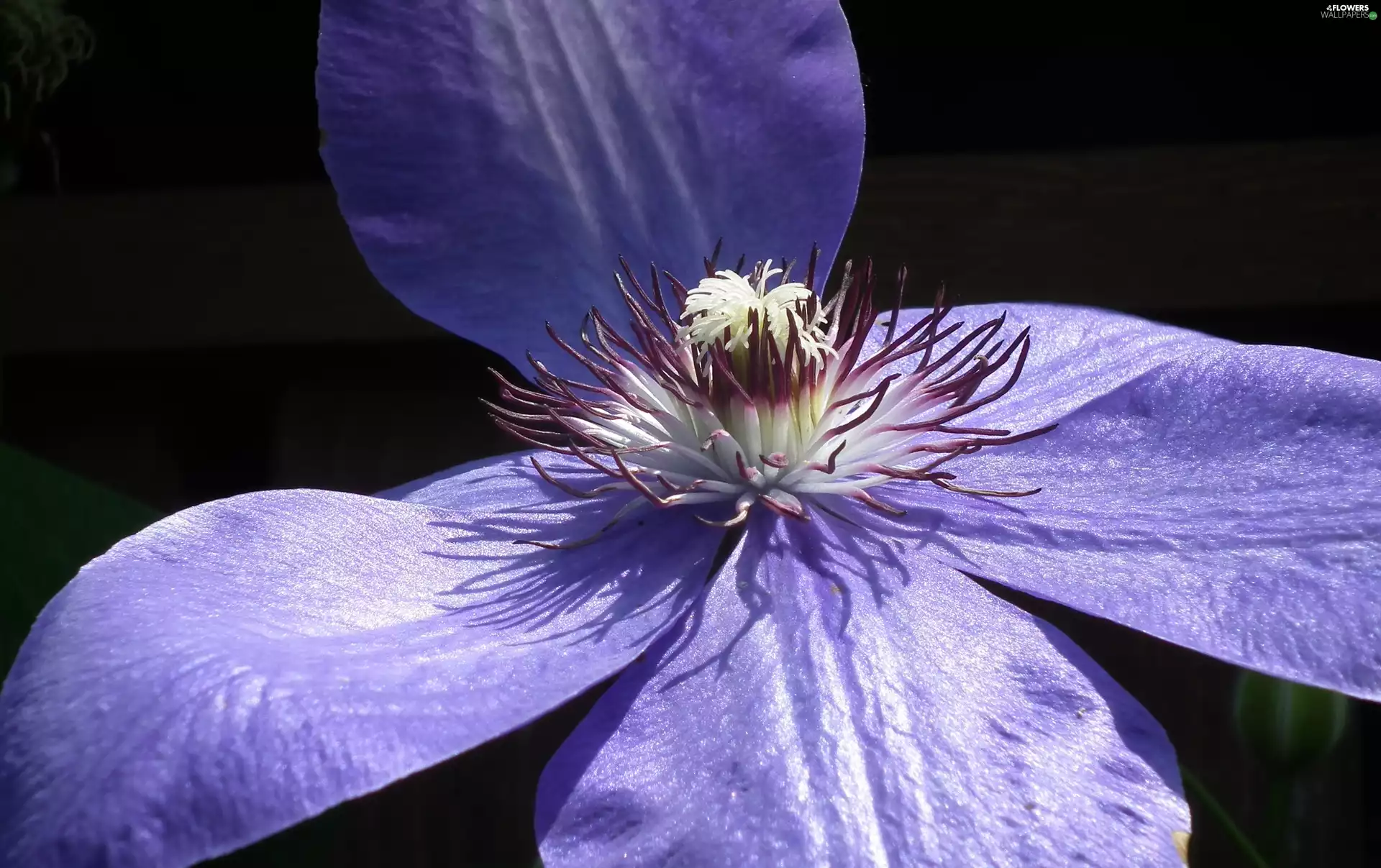 Clematis, nature, Flowers