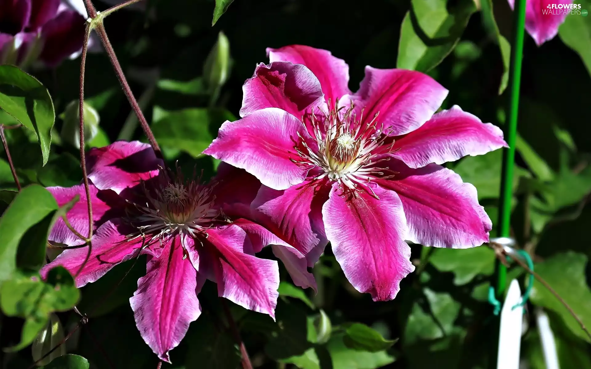 Clematis, Pink, Flowers