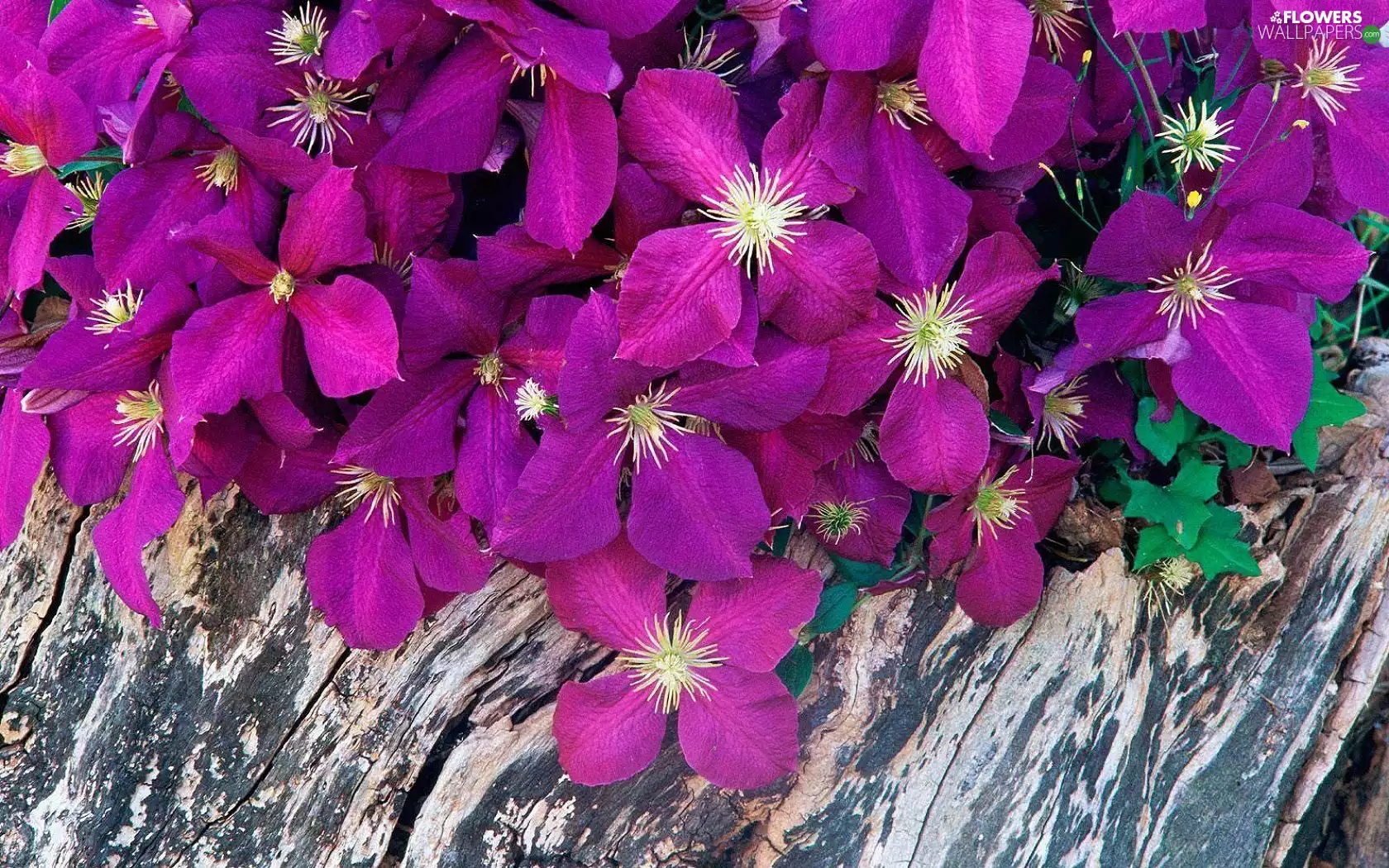 Clematis, Purple, Flowers