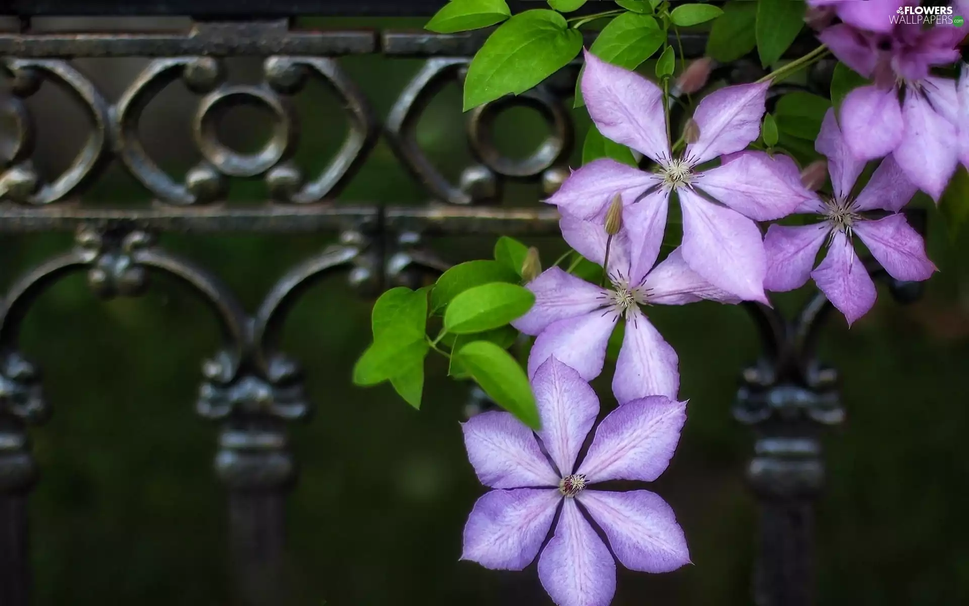 Clematis, purple, Flowers