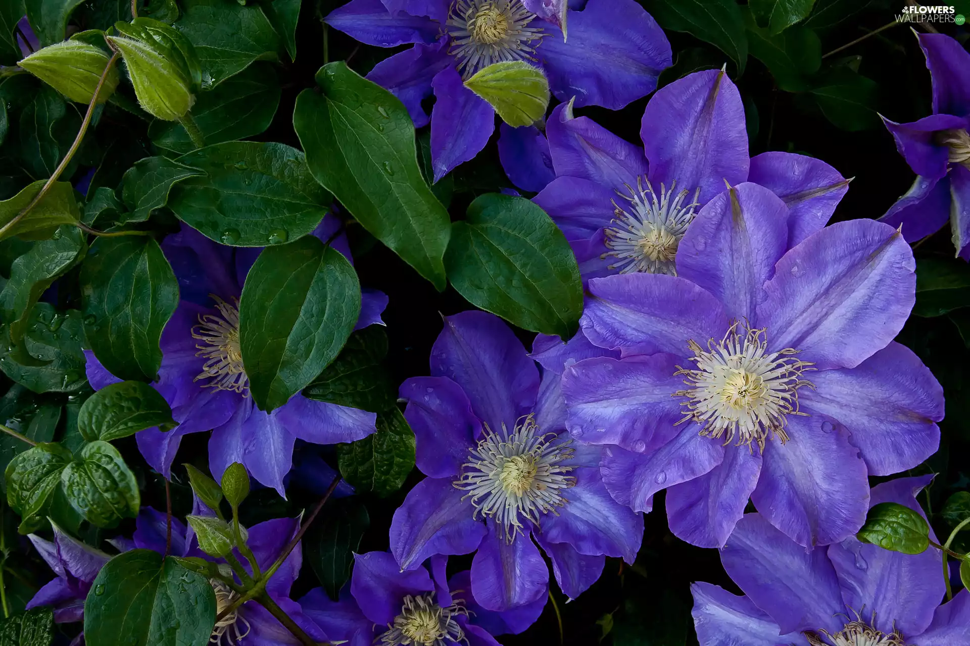 Clematis, purple, Flowers