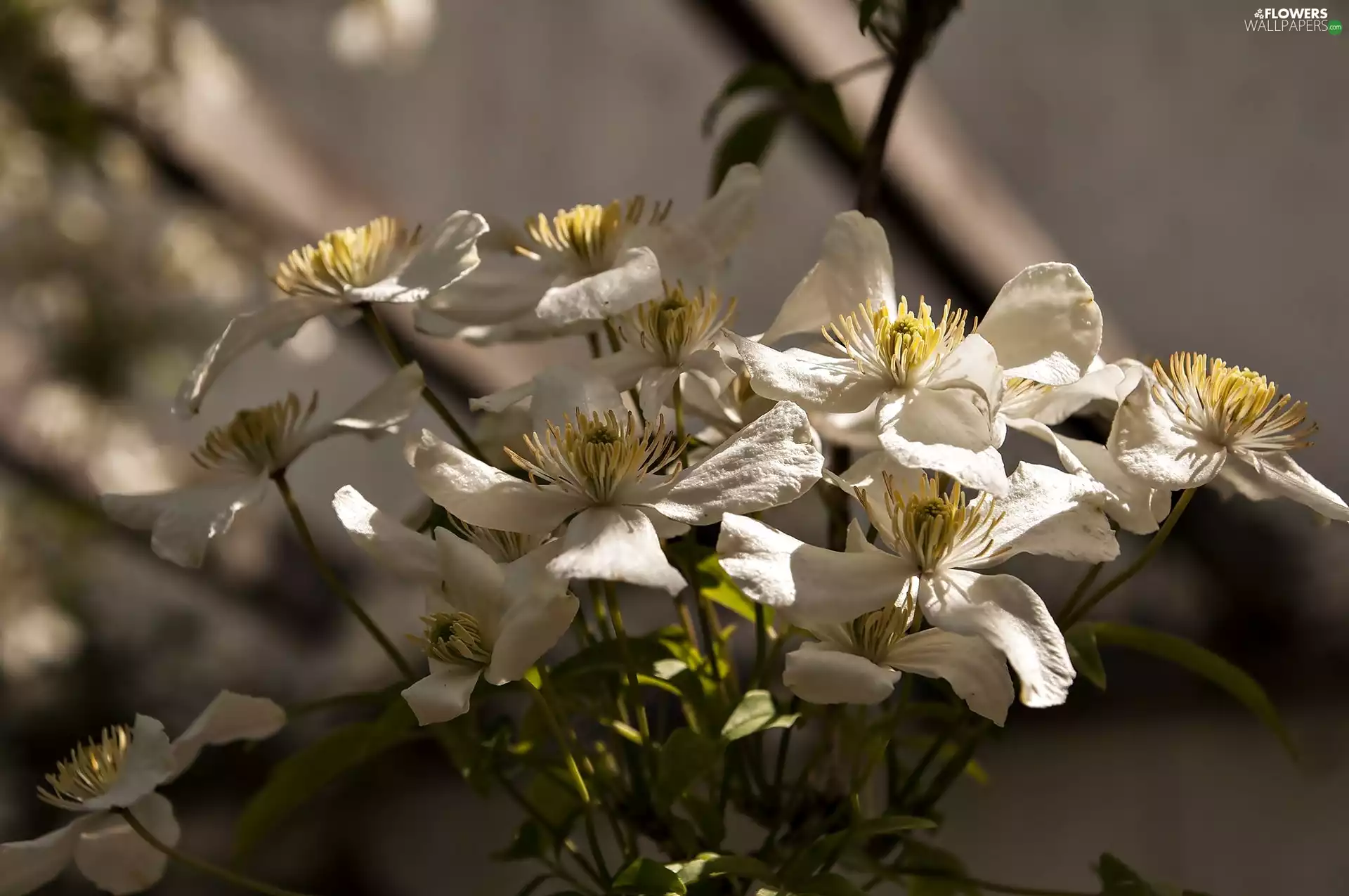 Flowers Light, White, Clematis