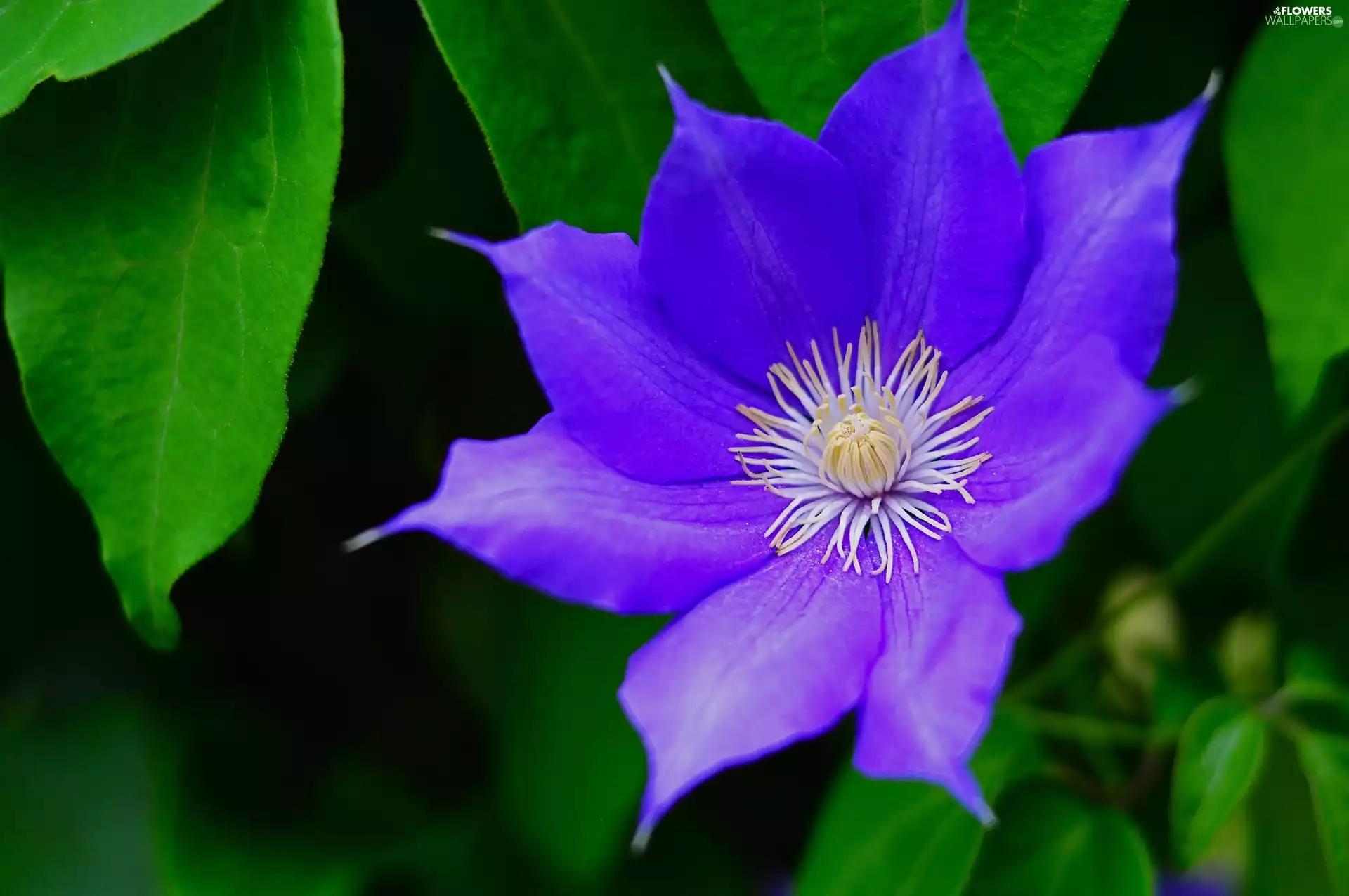 Clematis, Leaf