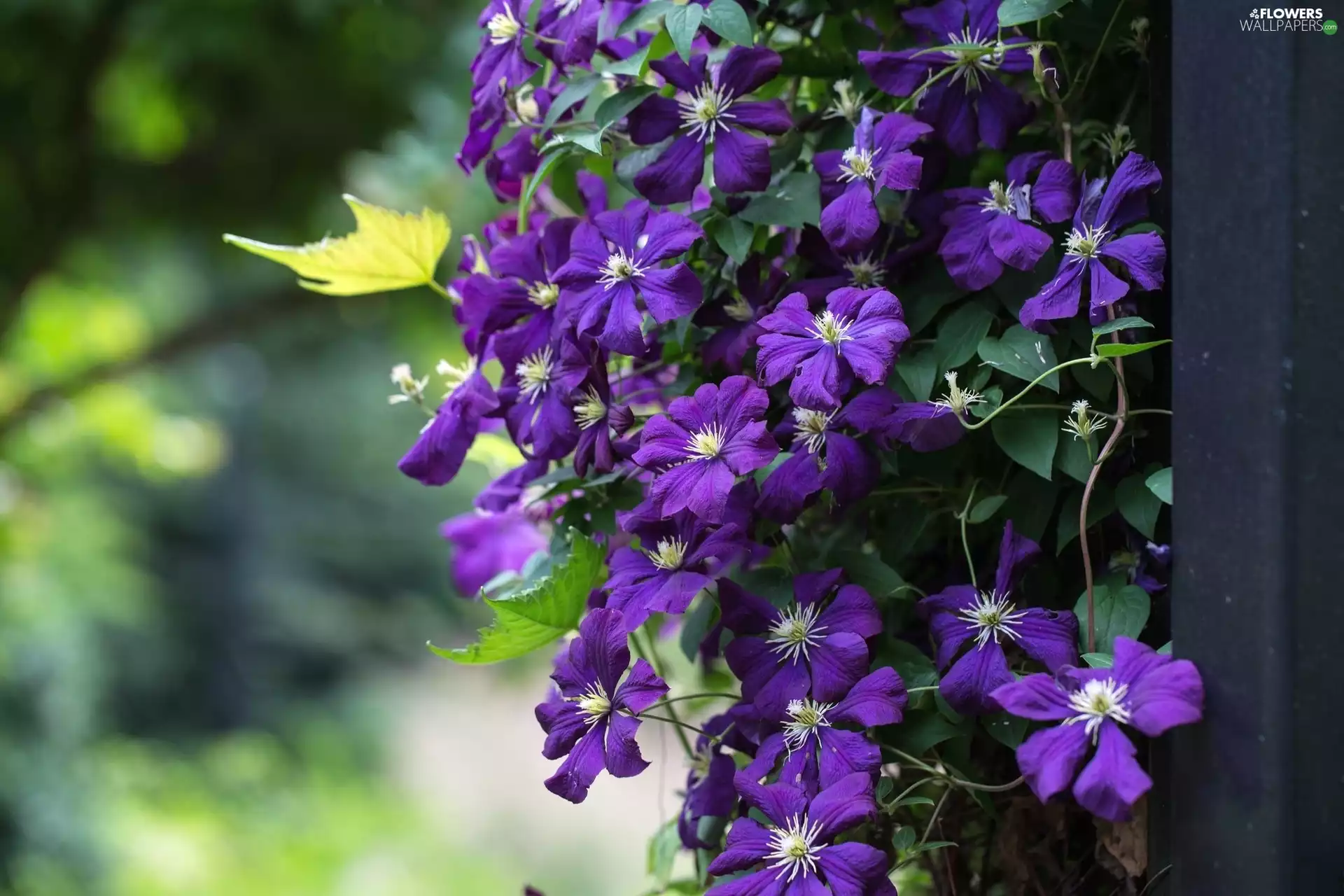 pendant, Clematis
