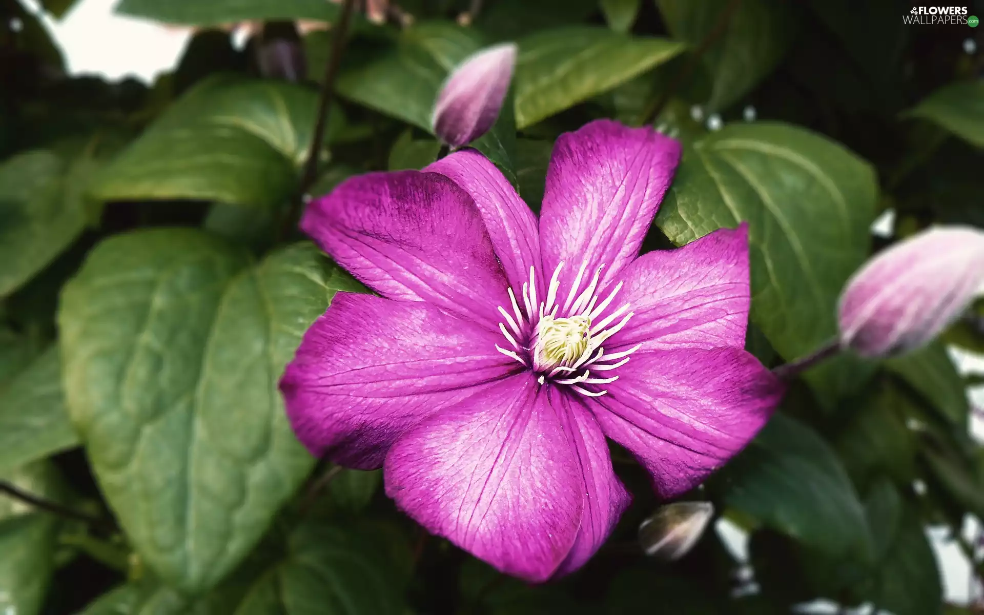 Clematis, Flowers, Pink