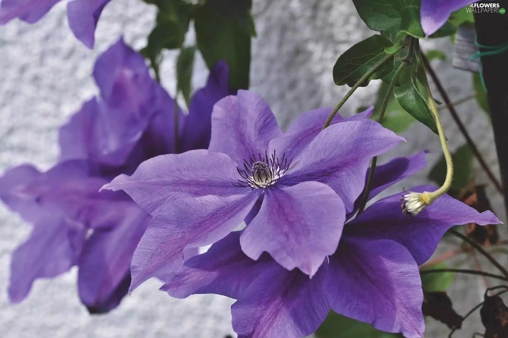 Clematis, Flowers, purple