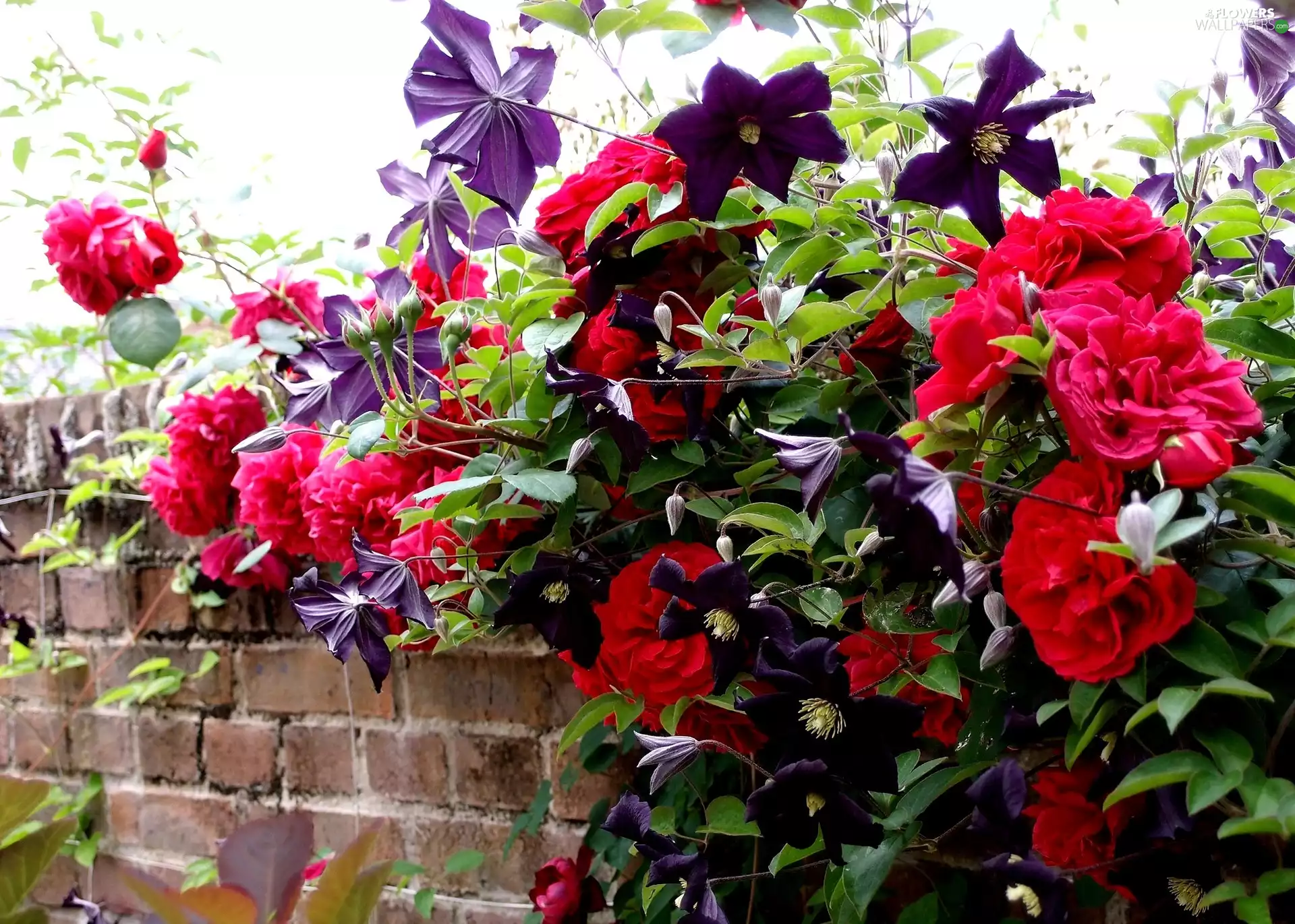 Clematis, Red, roses