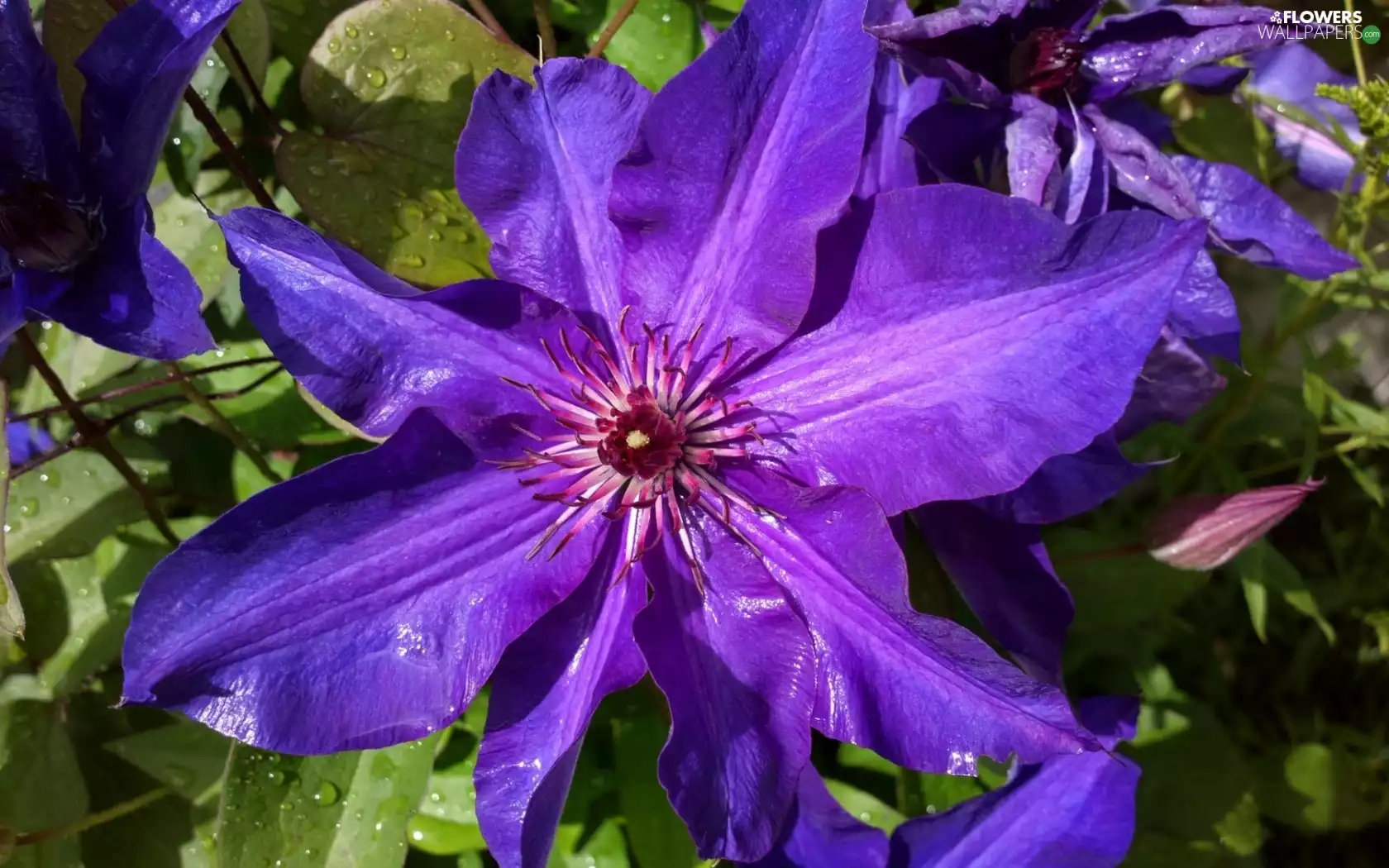 Clematis, blue, traveller