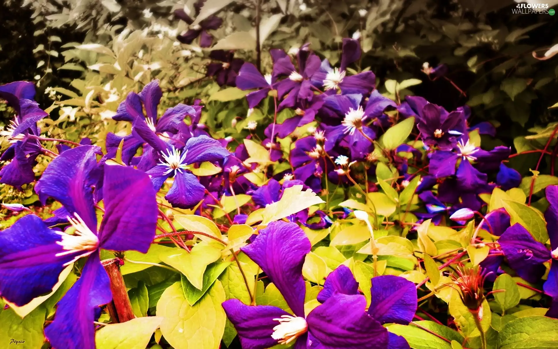 Clematis, Violet, traveller