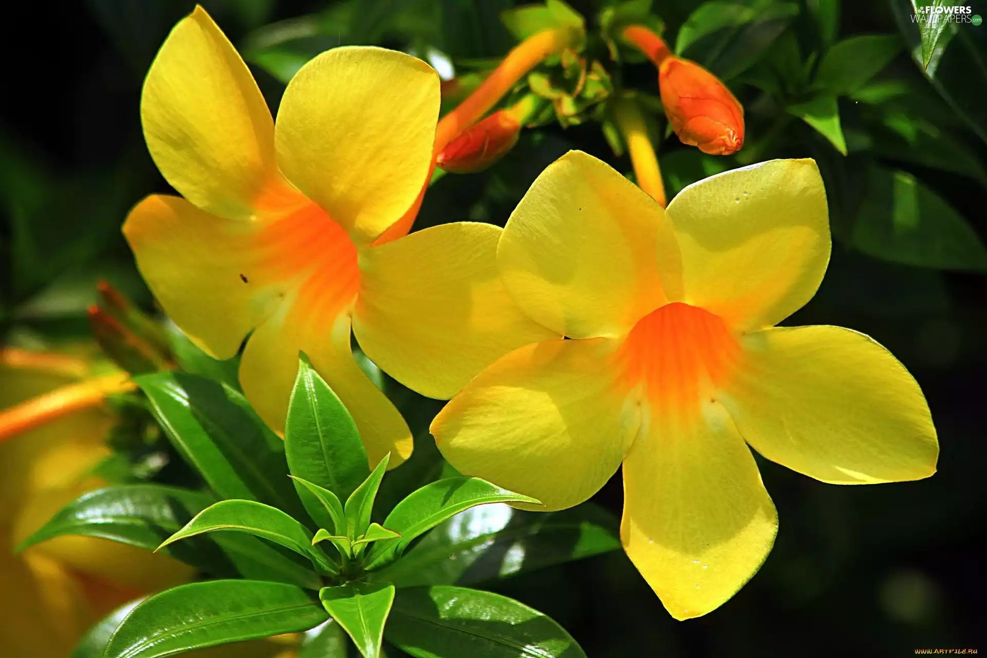 Alamanda, Flowers, climber, Yellow