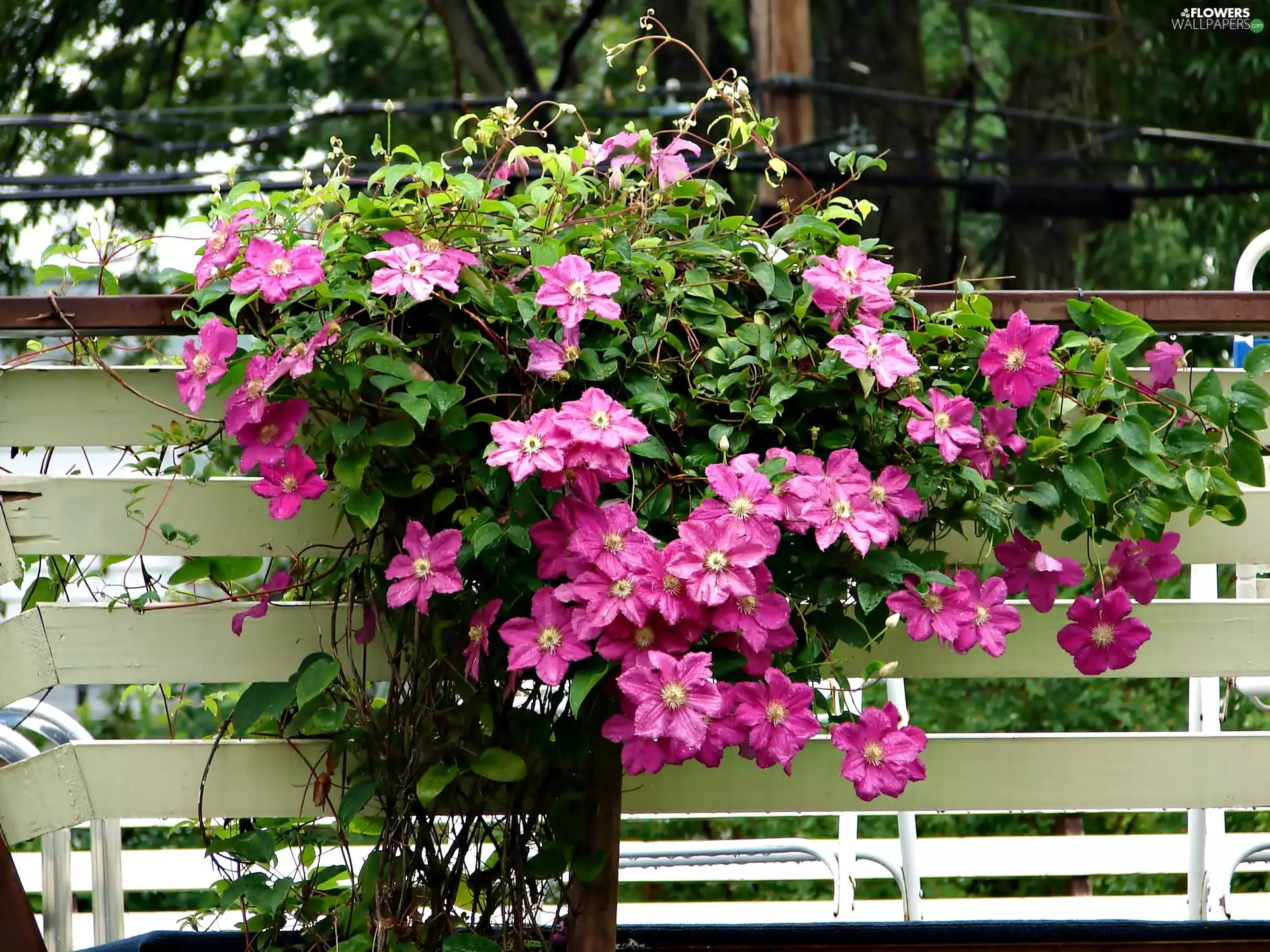 Clematis, Flowers, Fance, Climbing