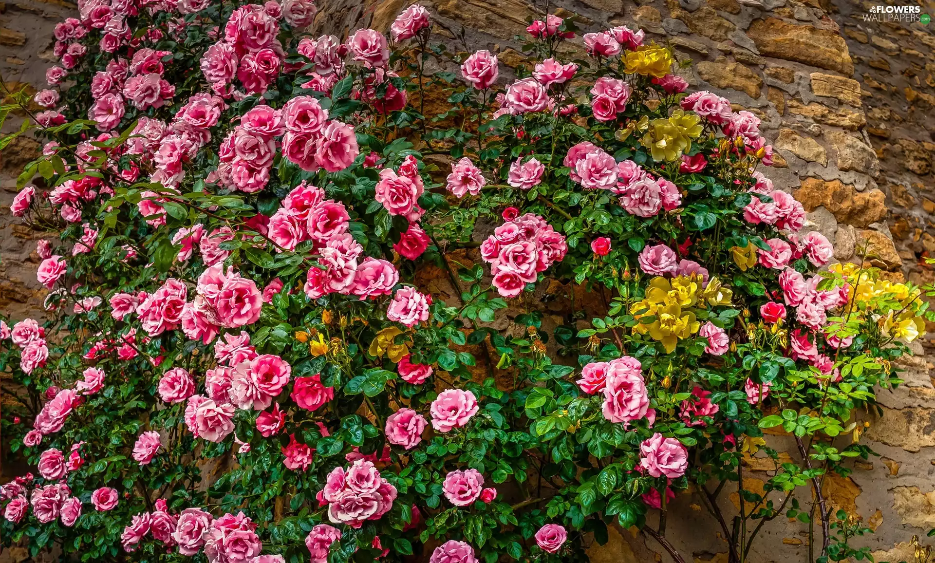 Pink, roses, wall, Climbing