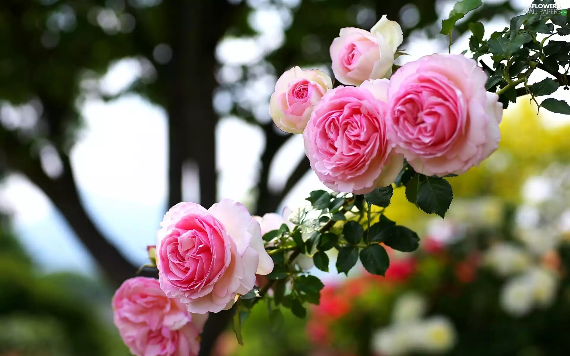 Climbing, Pink, roses