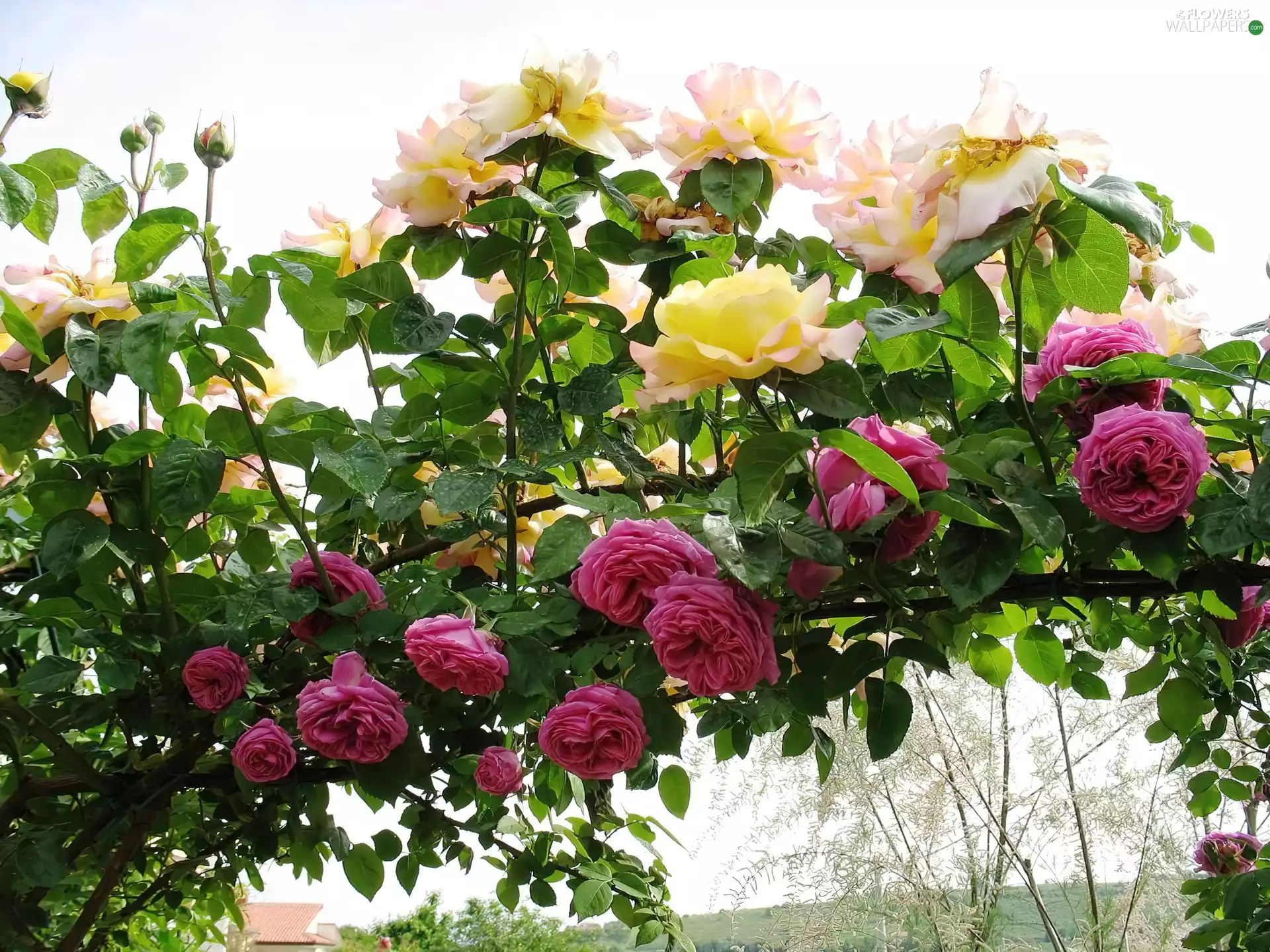 Climbing, roses