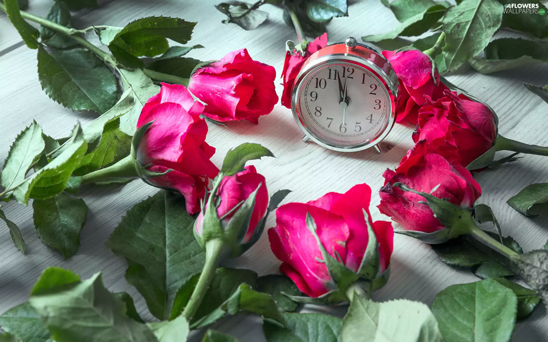 alarm clock, Red, roses, Flowers