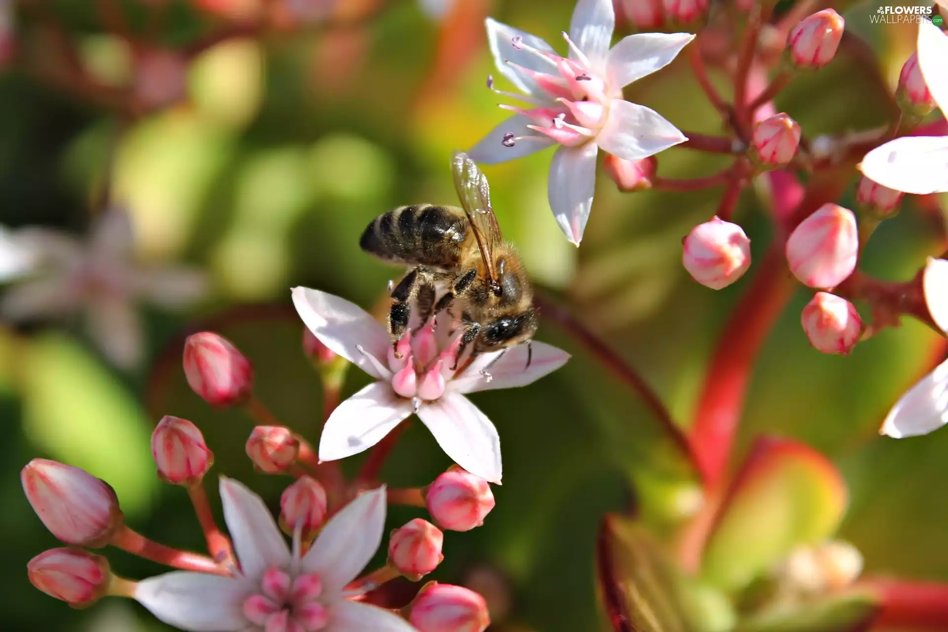 Close, Flowers, bee