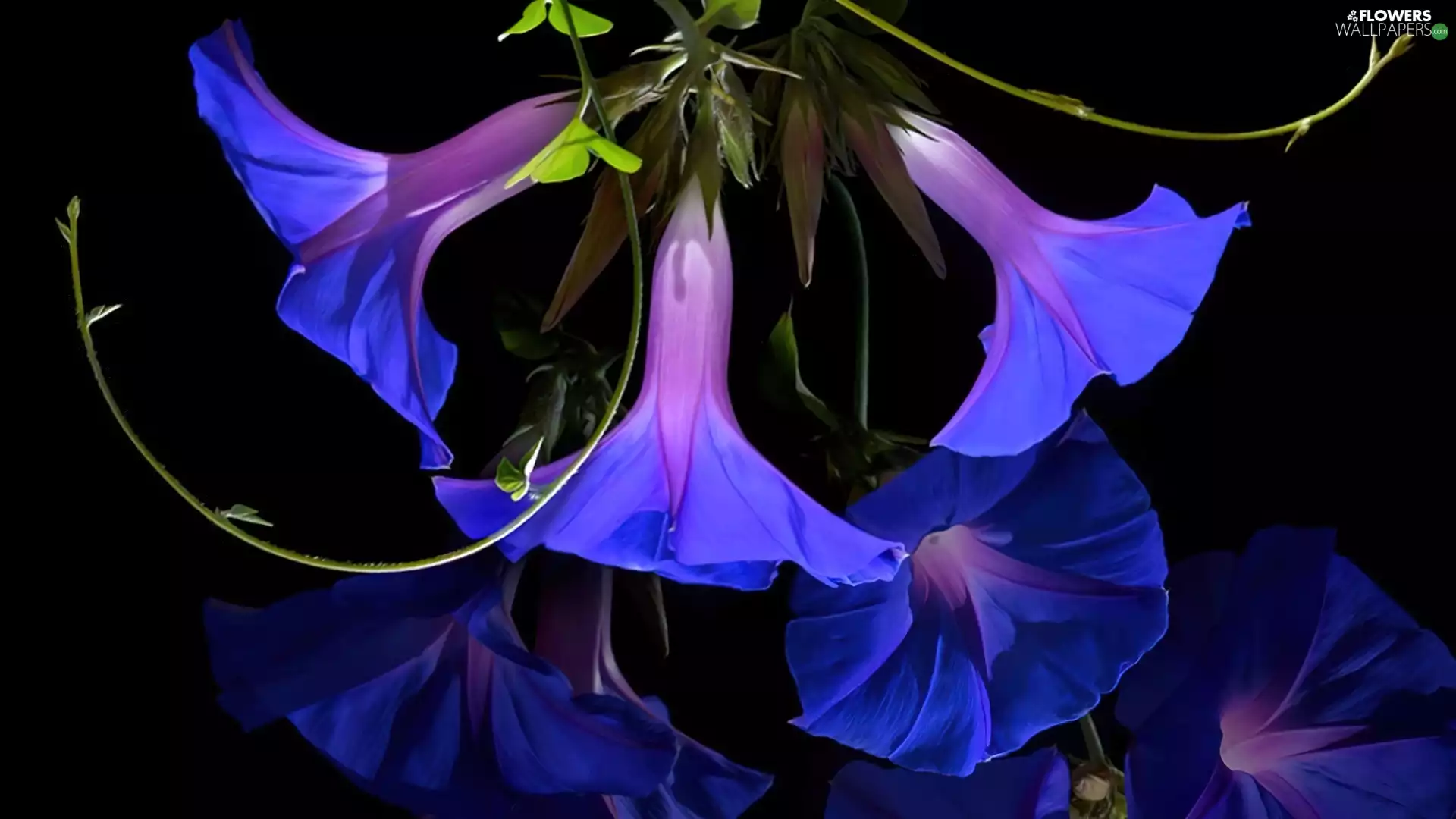 Close, Flowers, bindweed