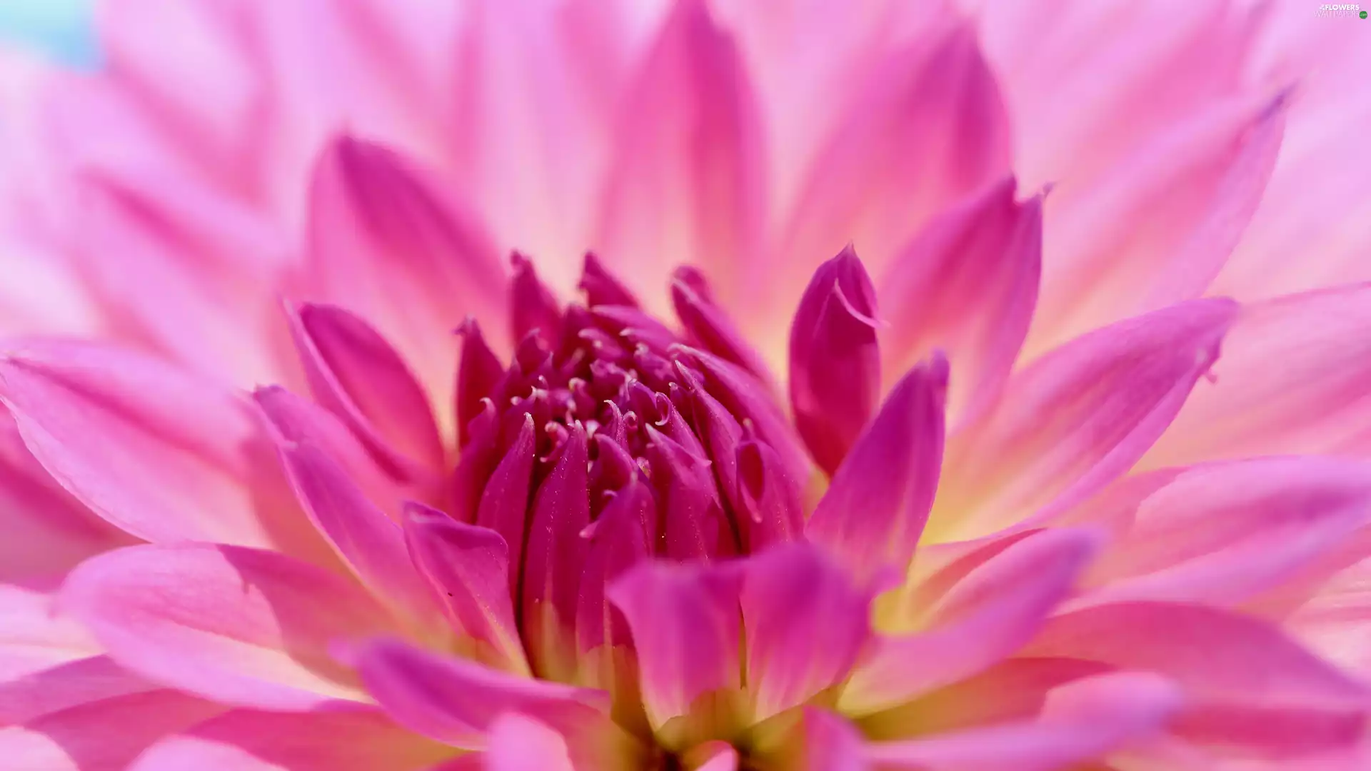 flakes, Close, Blossoming, Dalia, Pink