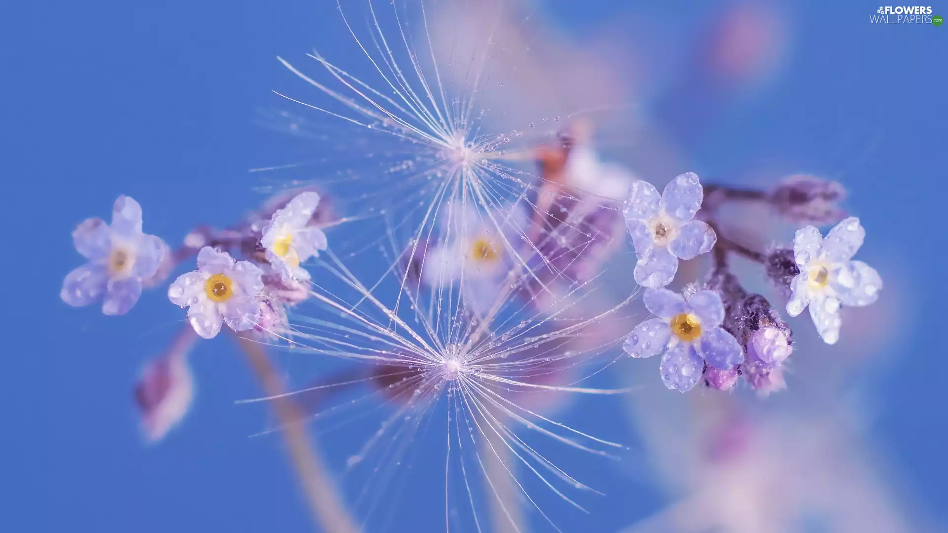 Achenes, Flowers, blue background, Forget, wet, drops, Close
