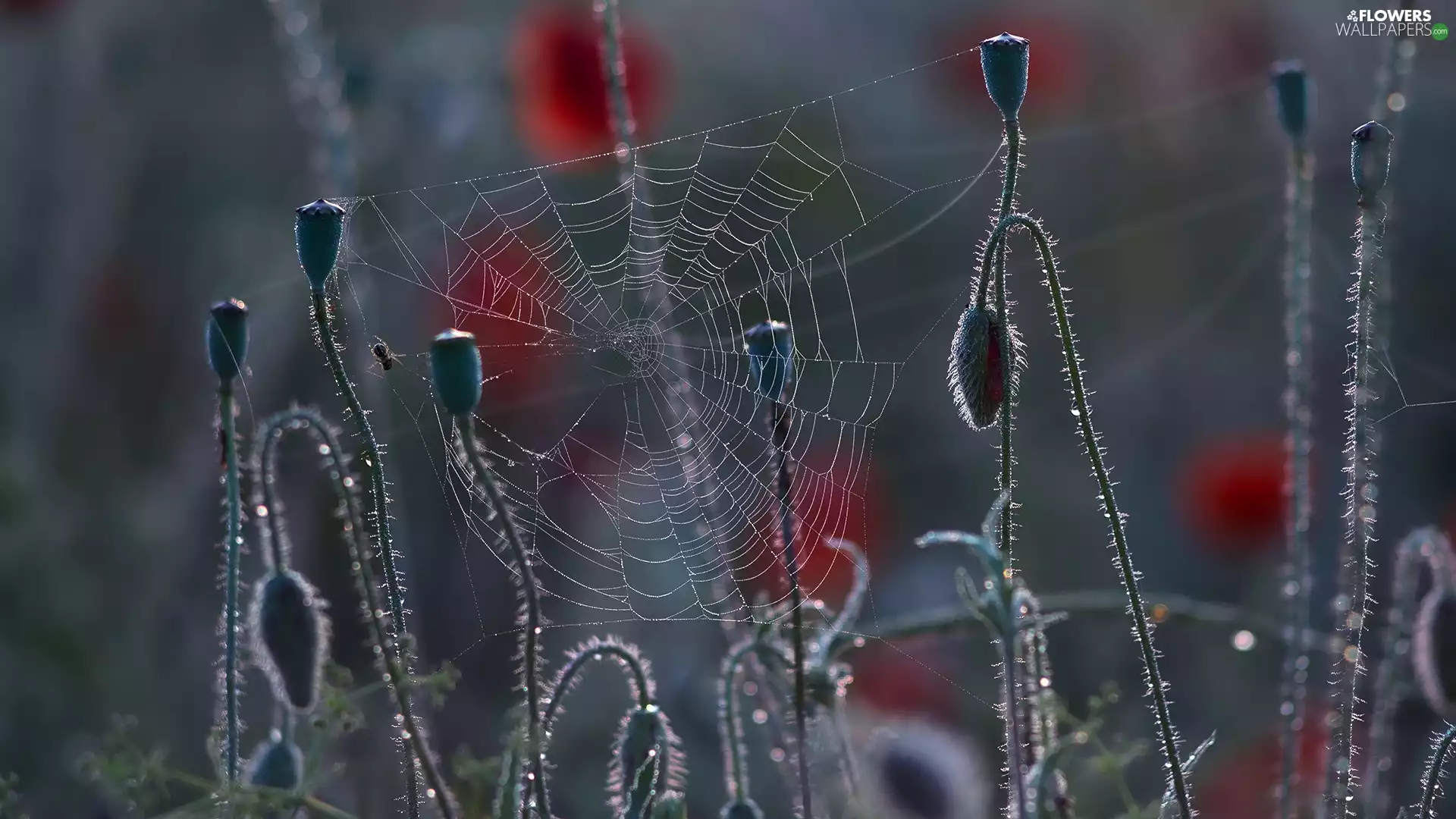 spider, Close, Buds, Web, papavers